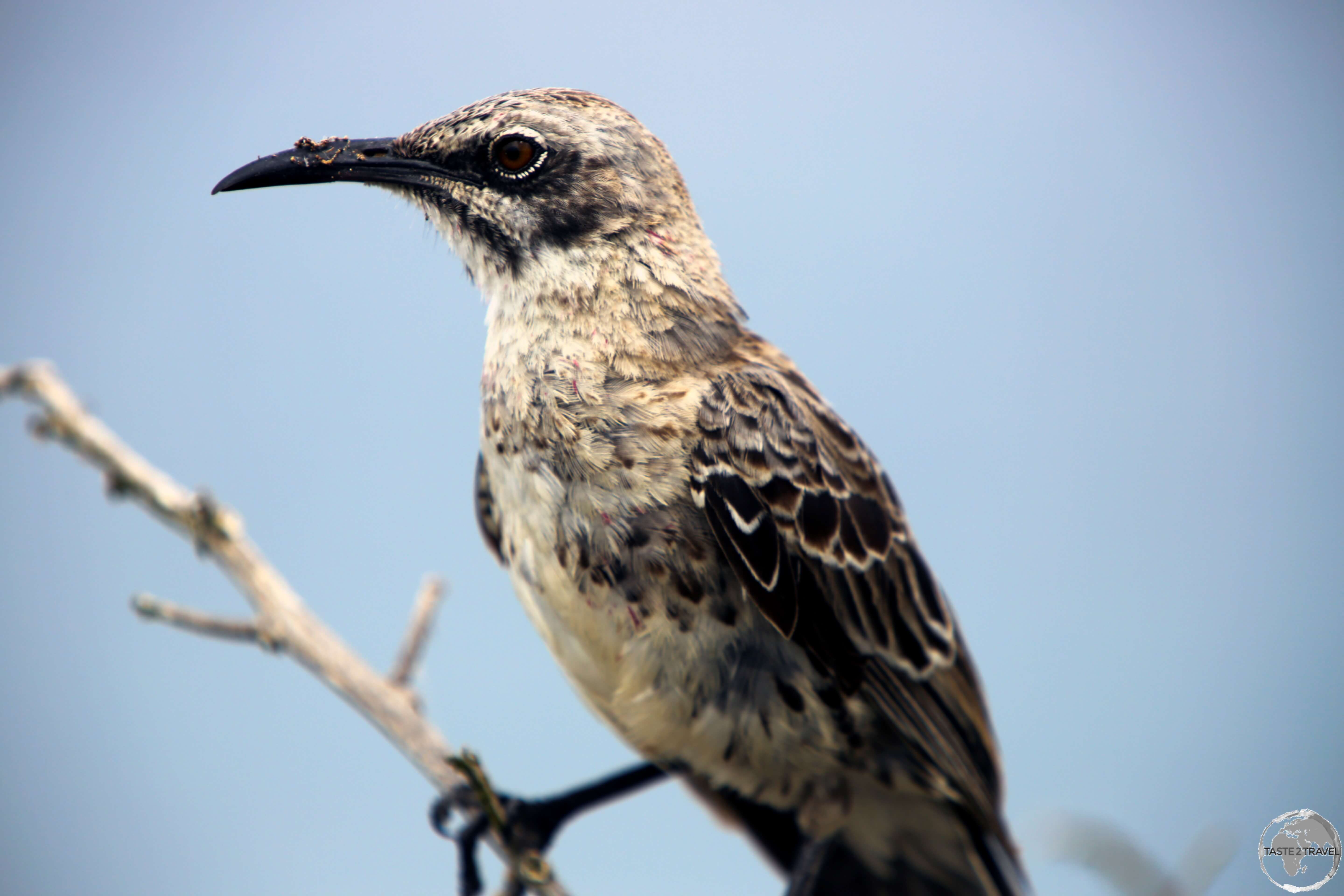 An Española Mockingbird at Punta Suarez, Española Island.