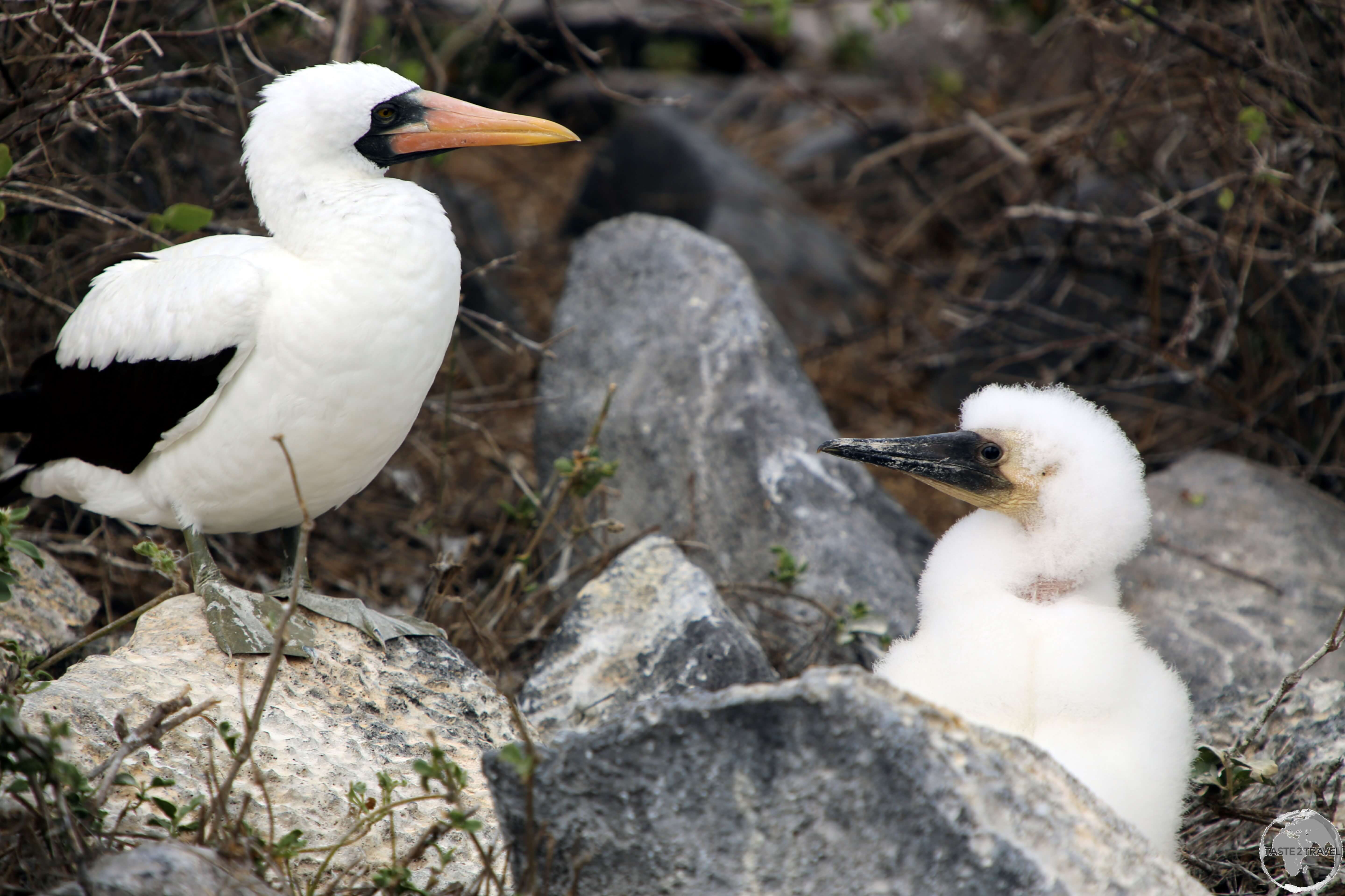 A male Nazca Booby with his fluffy young chick at Punta Suarez, Española Island.