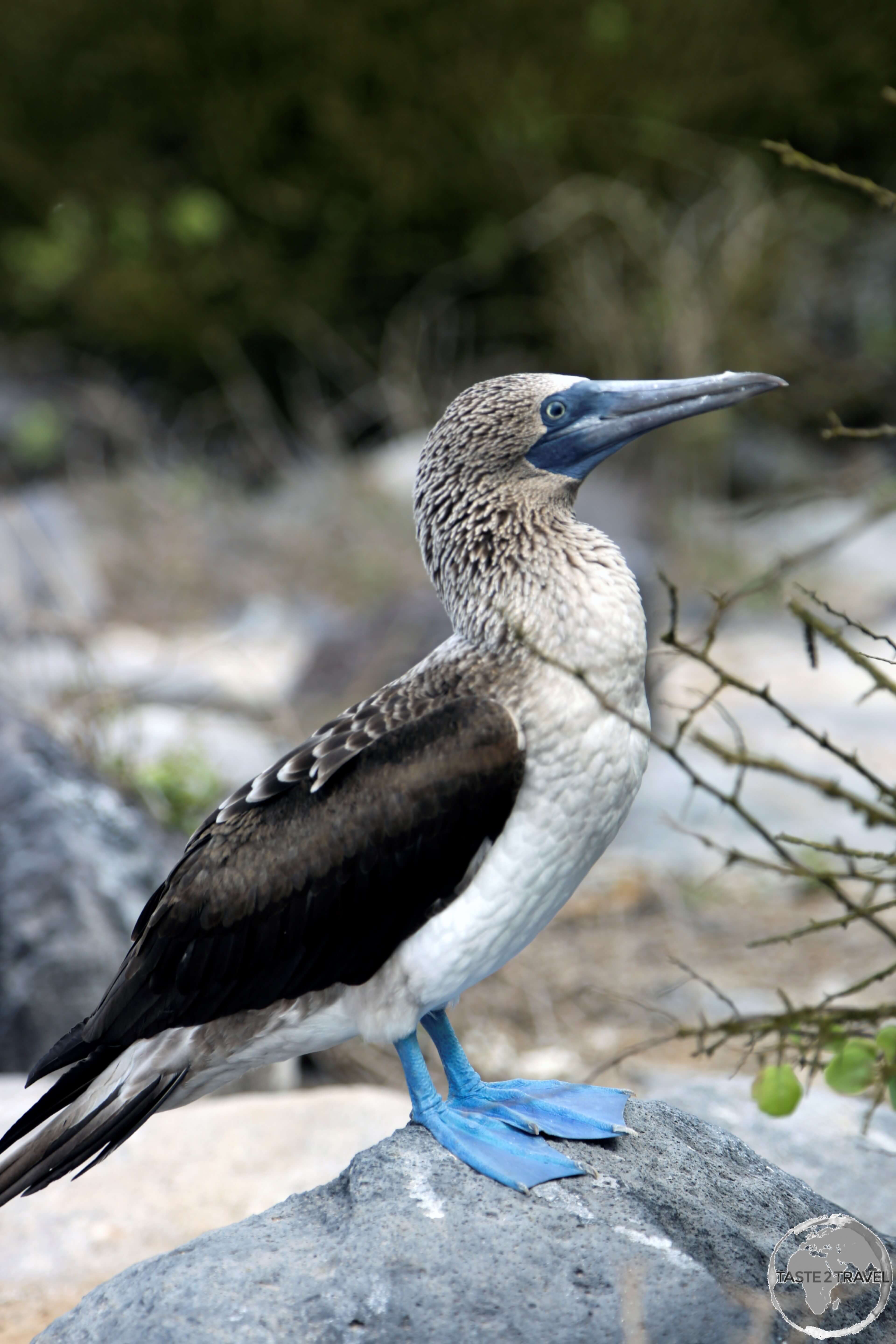 A Blue-footed Booby at Punta Suarez.