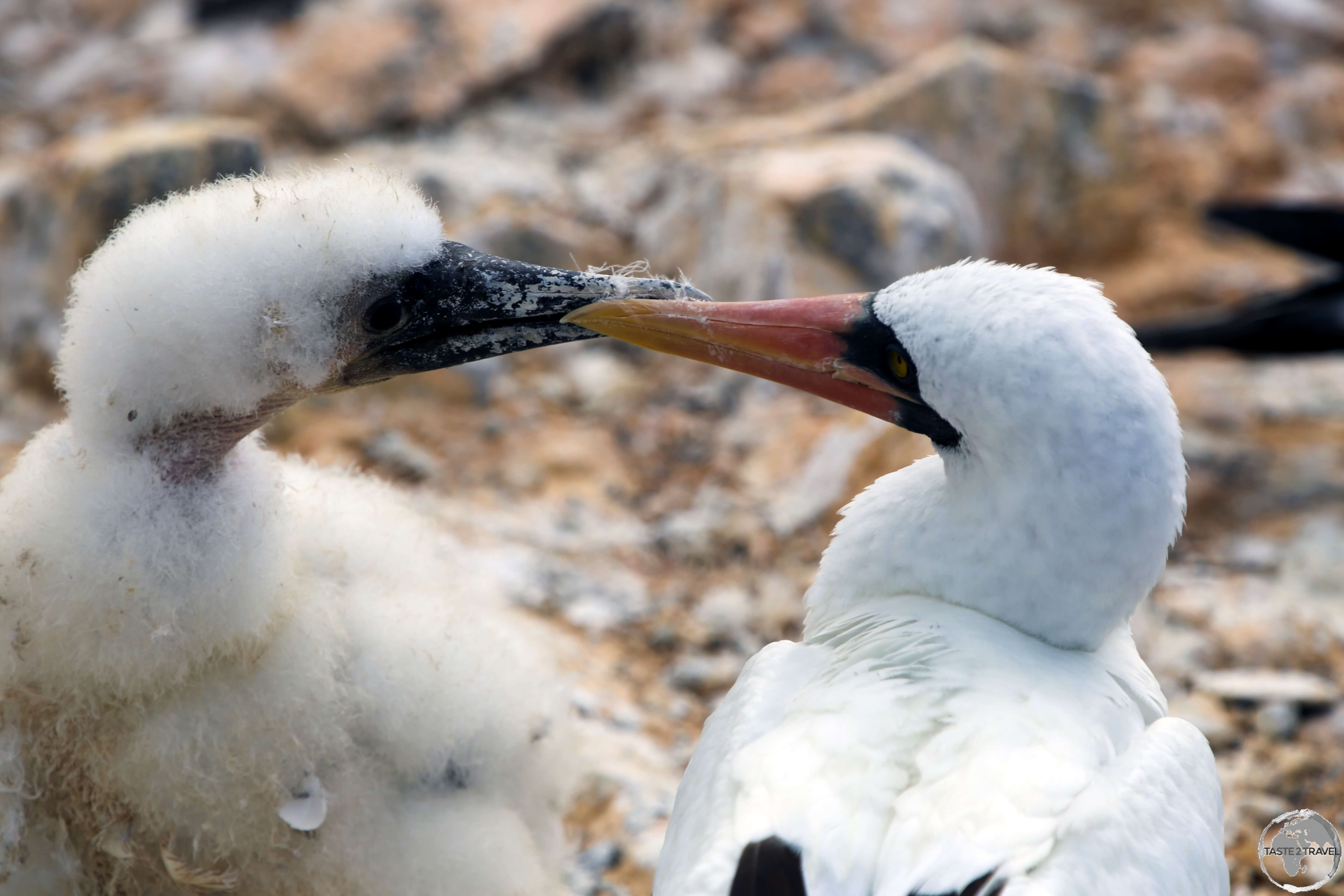 A Nazca Booby mother preening her chick at Punta Suarez, Española Island.