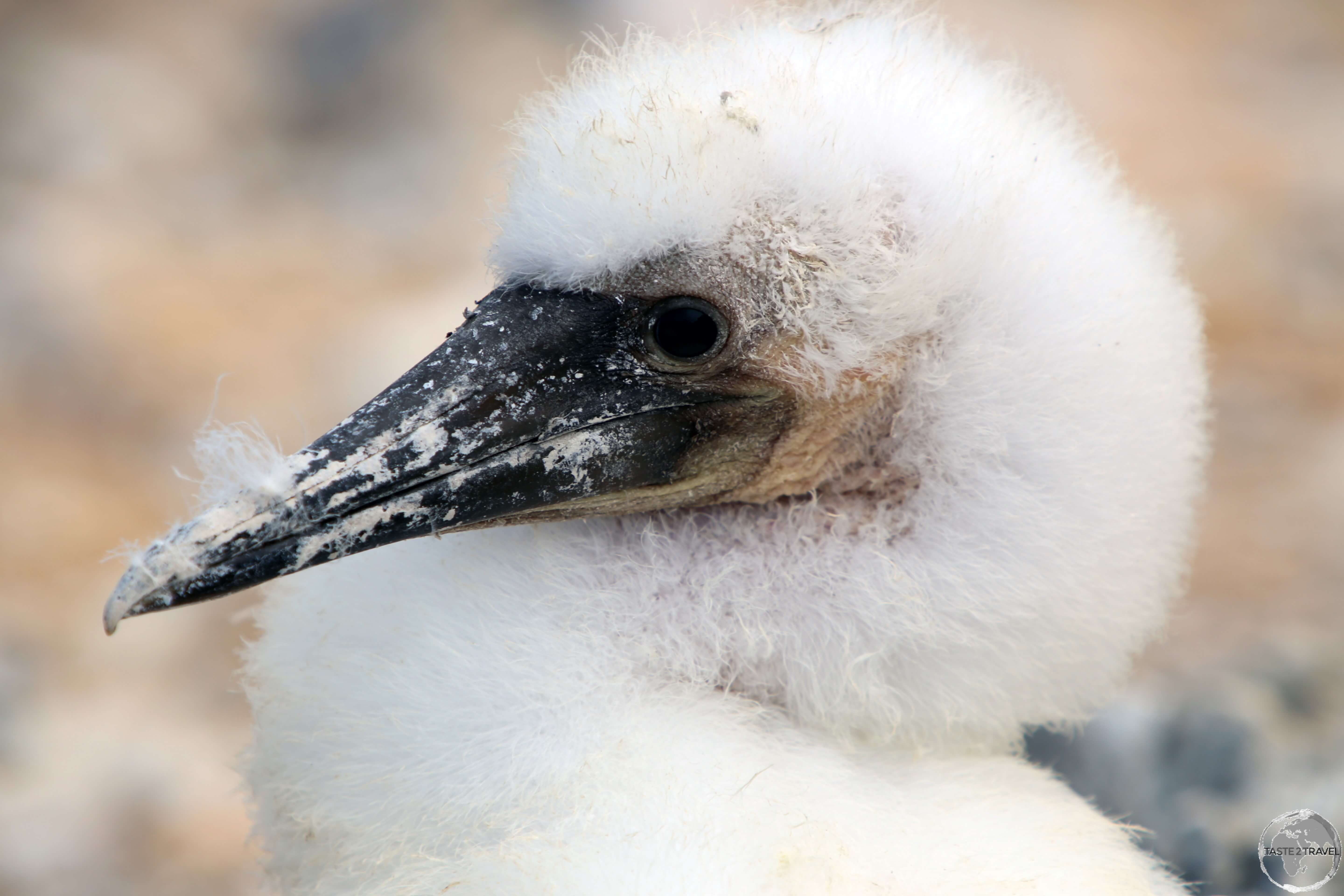 A very fluffy Nazca Booby chick at Punta Suarez, Española Island.