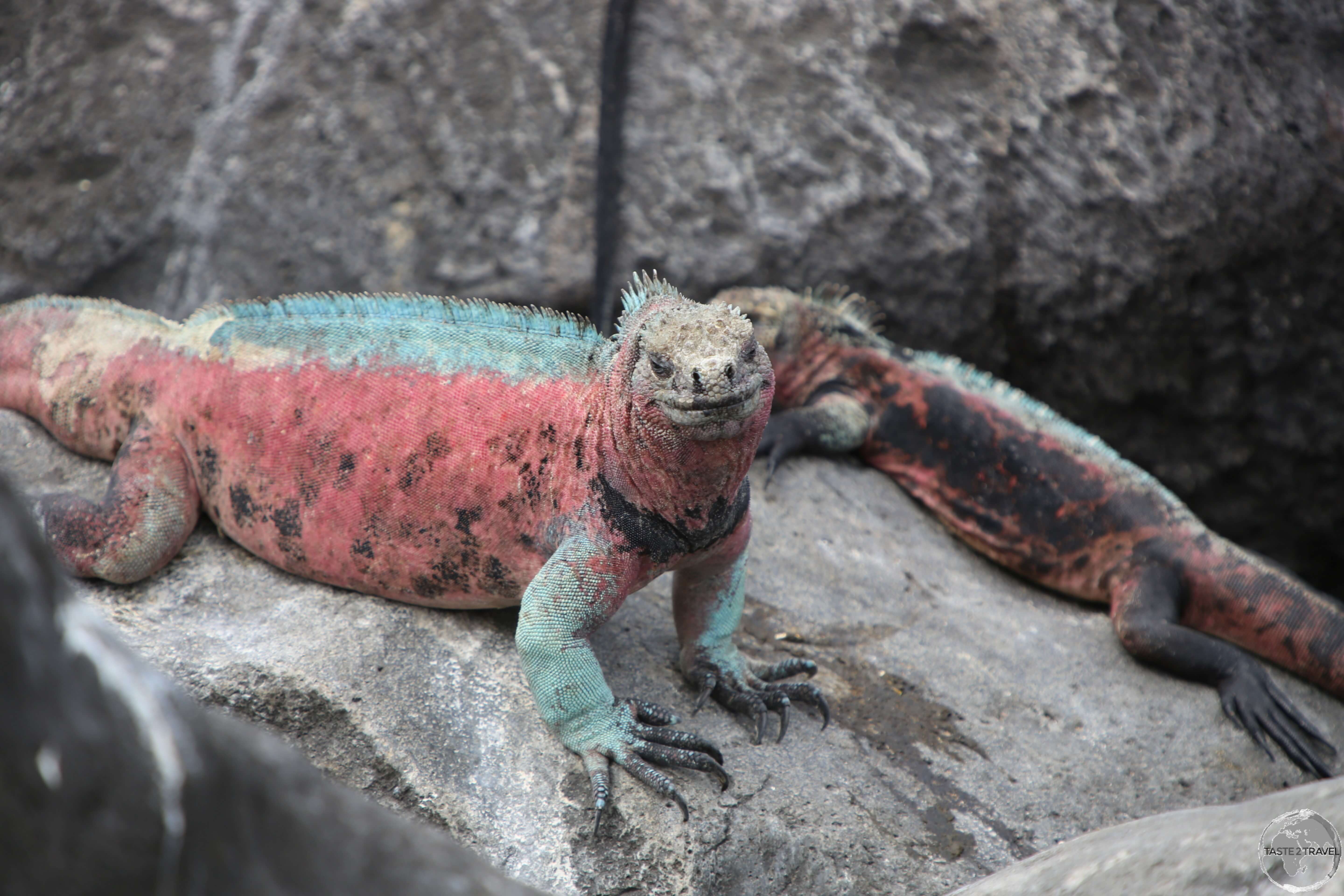 A highly coloured individual of the Marine Iguana subspecies endemic to Española Island.