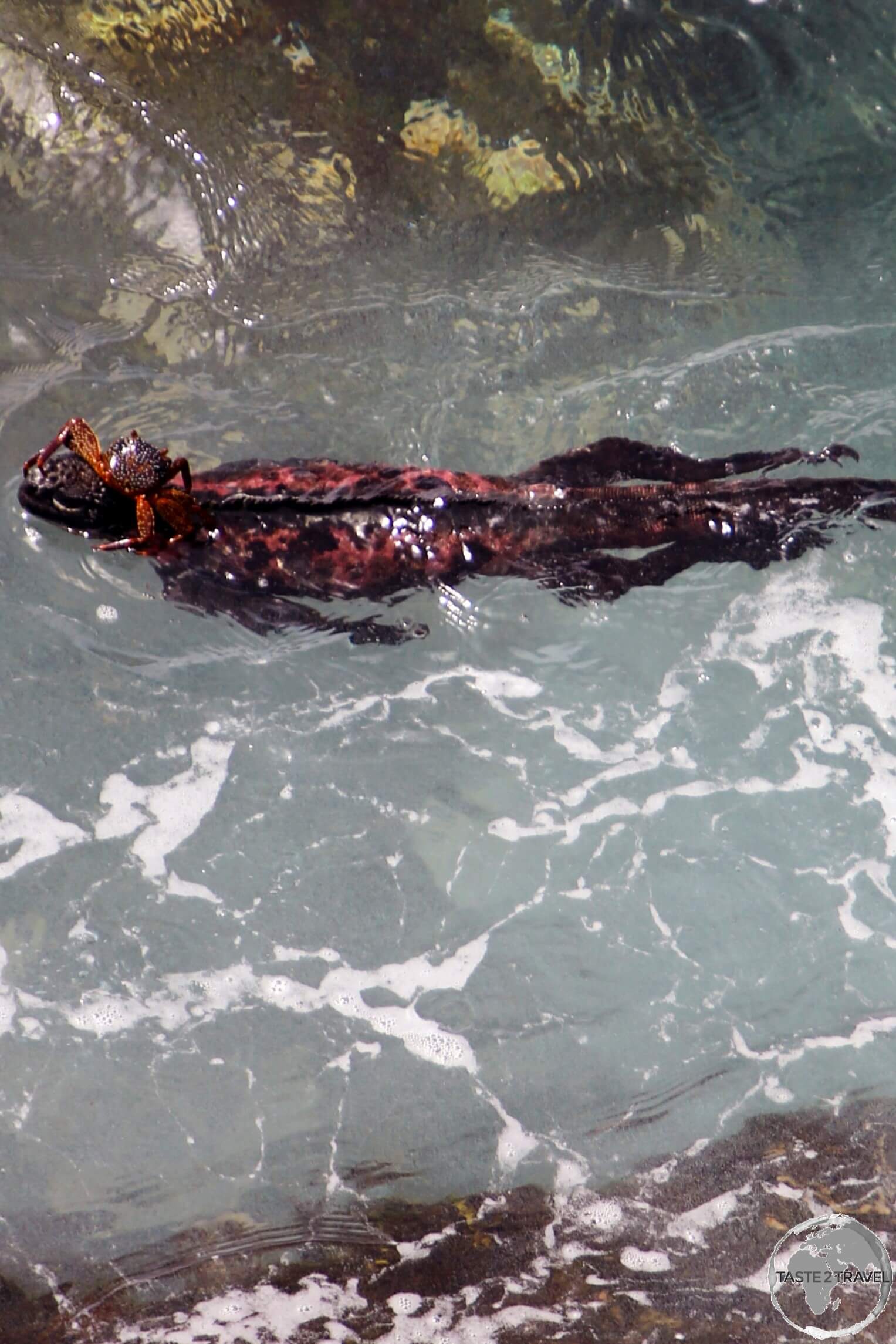 A Galápagos Sally Lightfoot crab hitching a ride on the head of a Marine Iguana on Española Island.