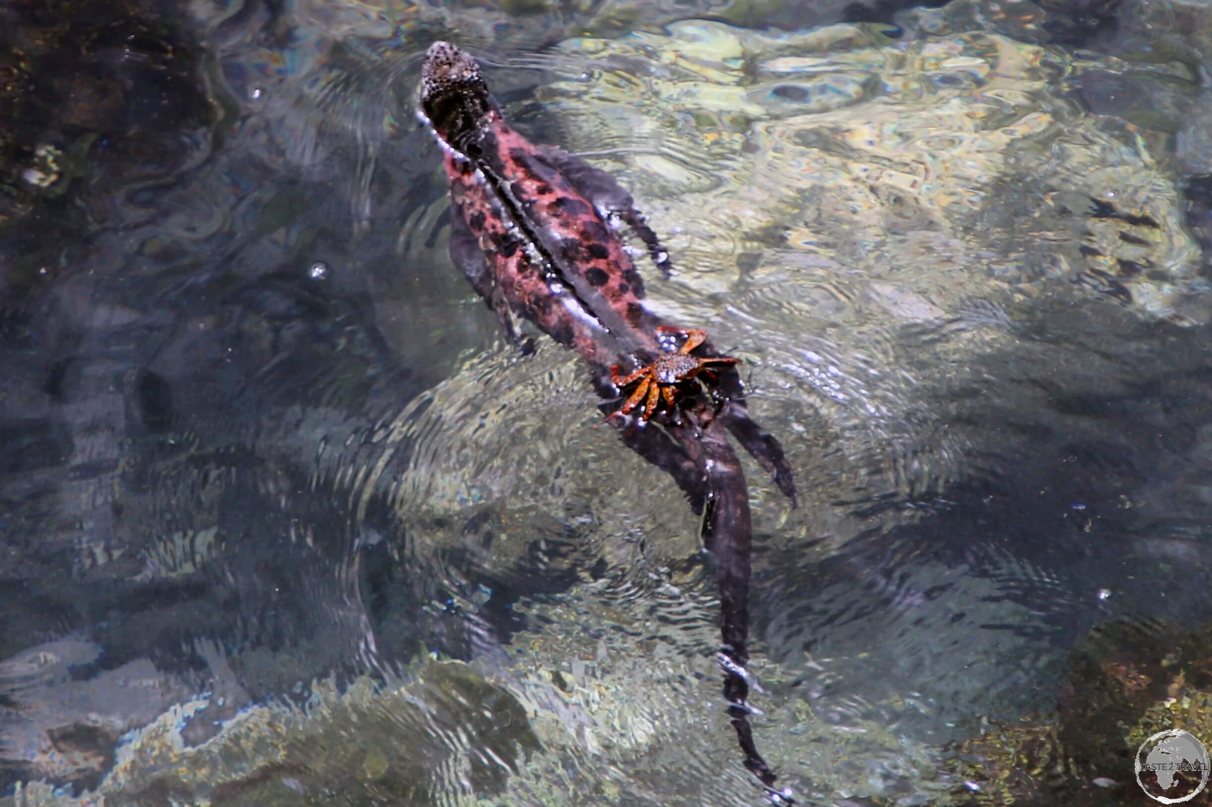 Truly bizarre! A Galápagos Sally Lightfoot crab hitches a ride on the back of a Marine Iguana on Española Island.