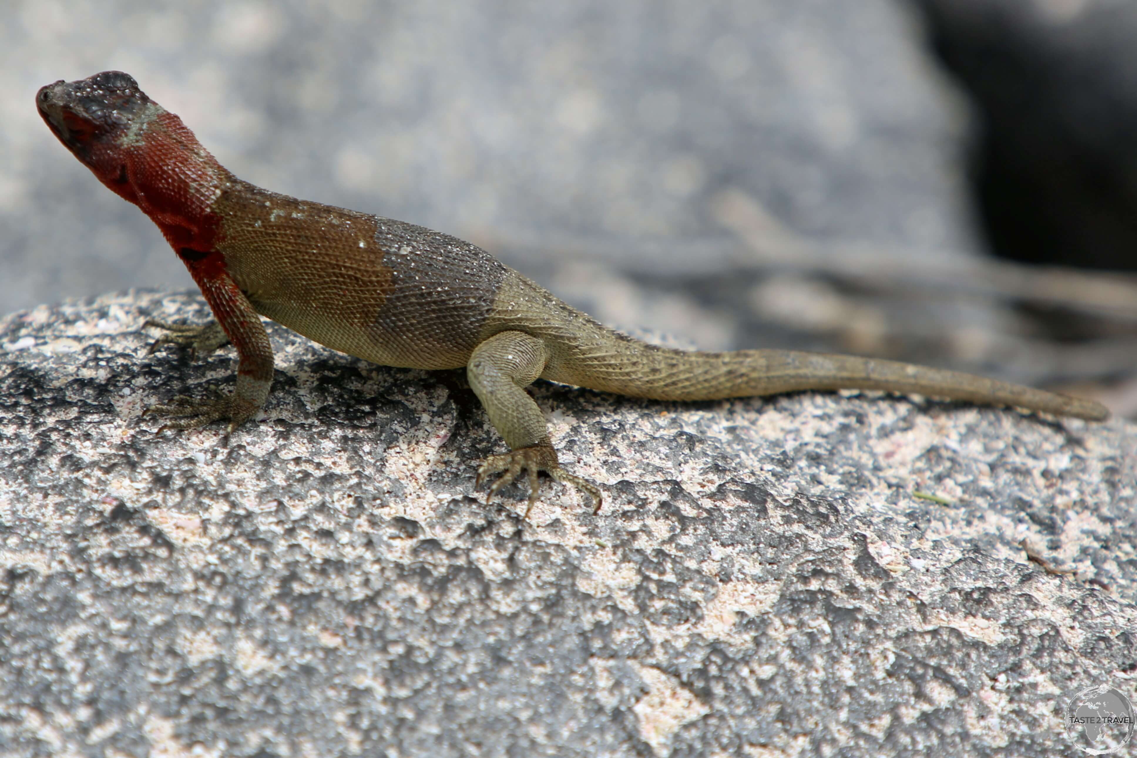 An Española Lava lizard, sunning itself at Punta Suarez.