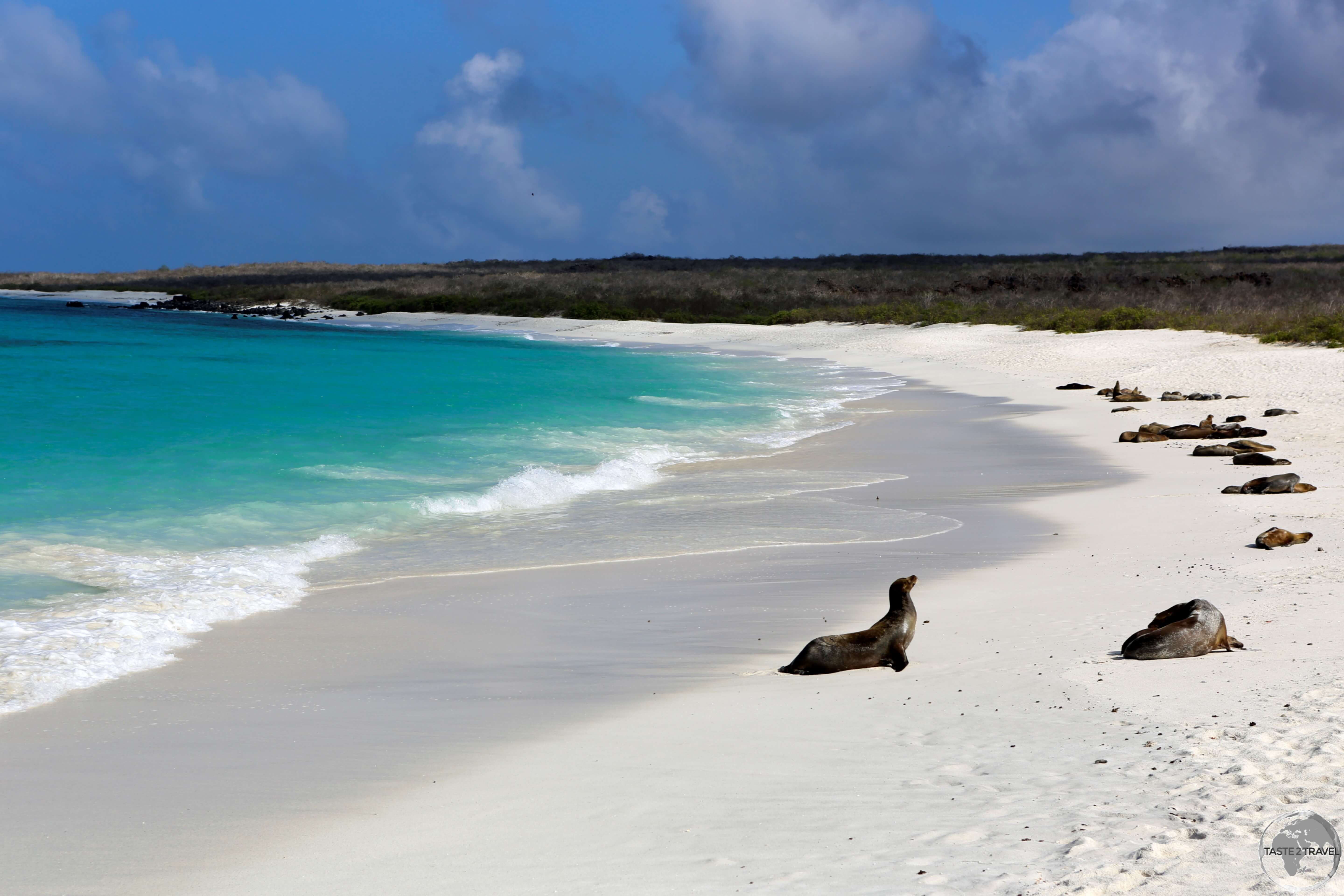 Sea lions bask lazily on Gardner Bay, a white-sand beach which is one of the longest in Galapagos. 