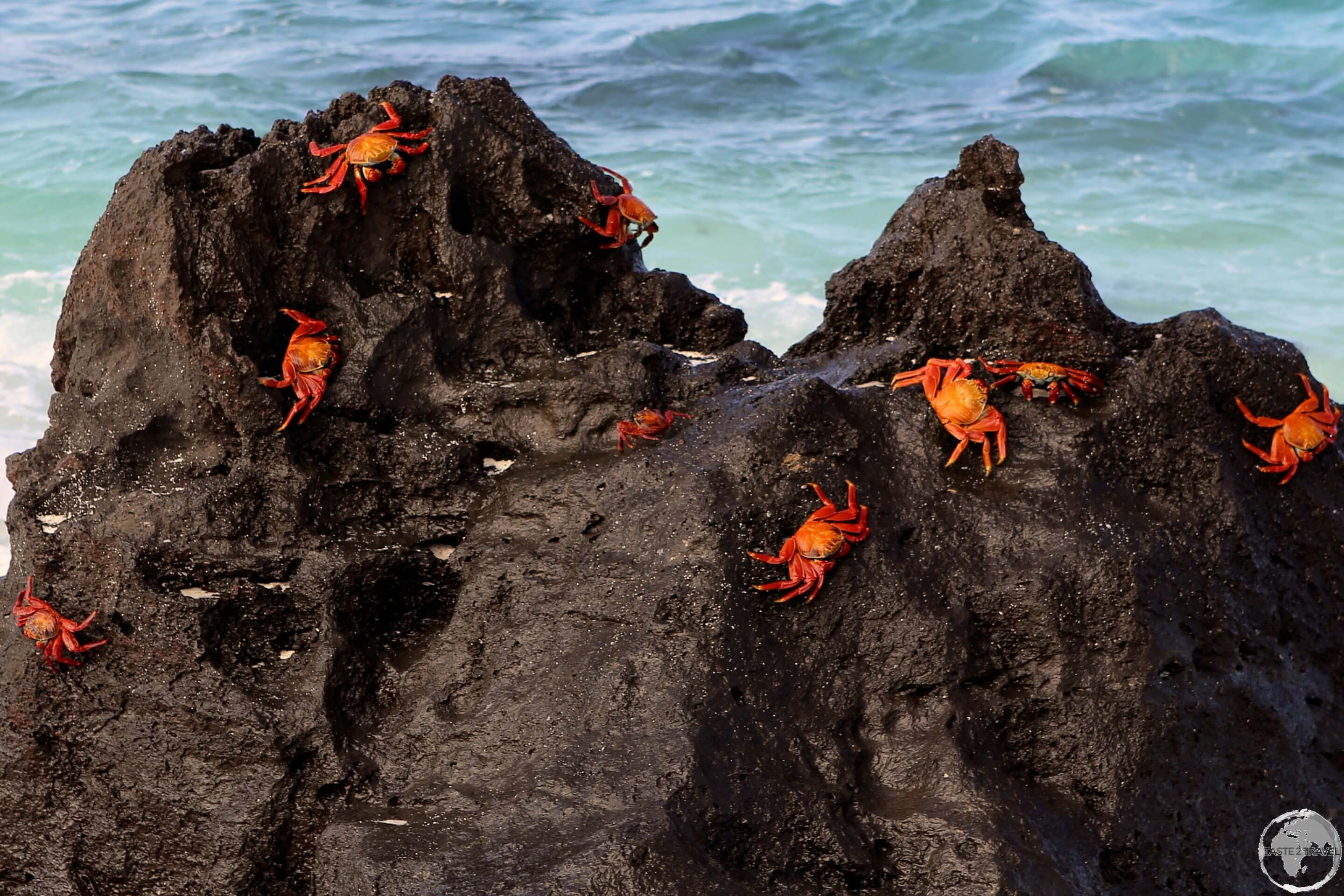 The poorly camouflaged Galápagos Sally Lightfoot crab at Gardener Bay.