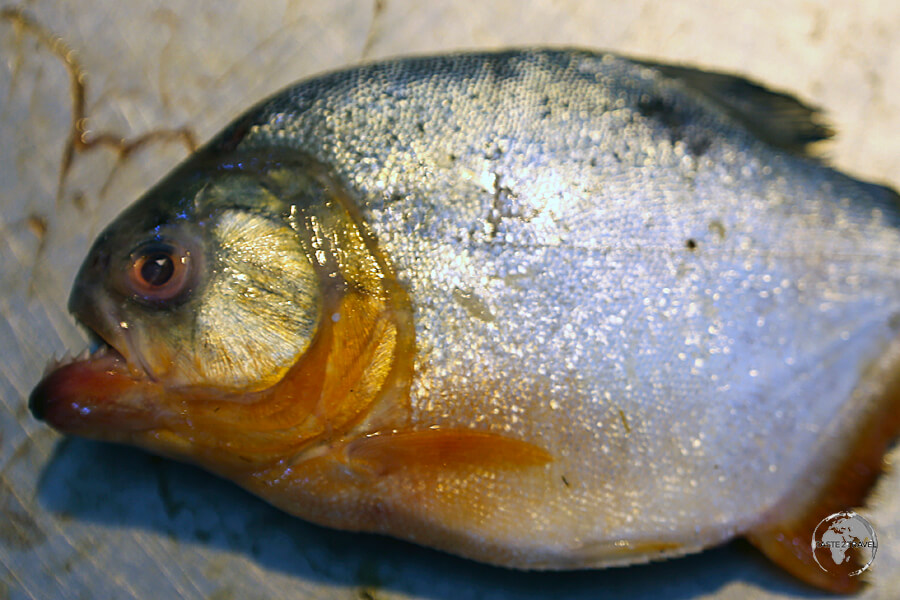 Piranha can be found on many restaurant menus in Santarém.