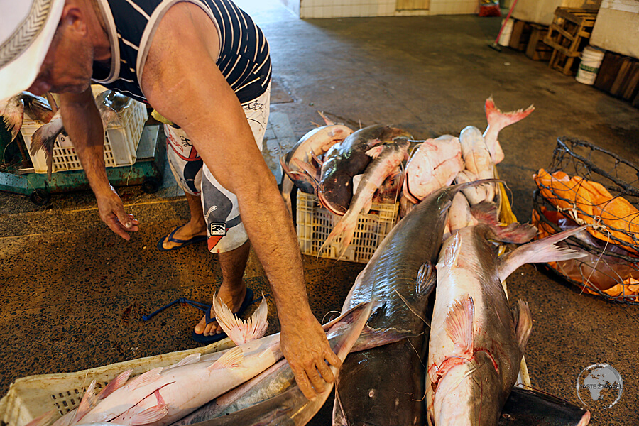 The Mercado Modelo in Santarém is a great place to view the giant species of fish which inhabit the depths of the Amazon river. 