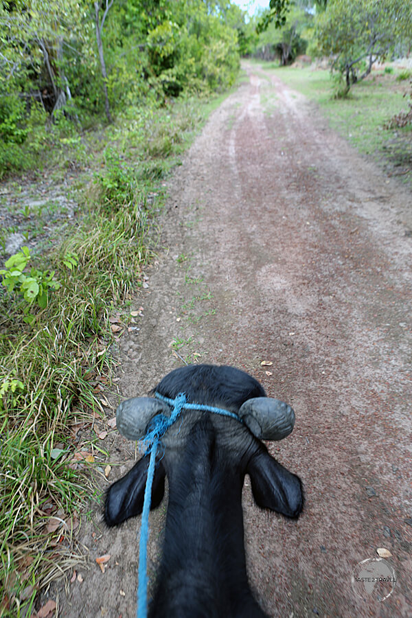 The view from atop my Buffalo at São Jerônimo Farm, Marajó Island.