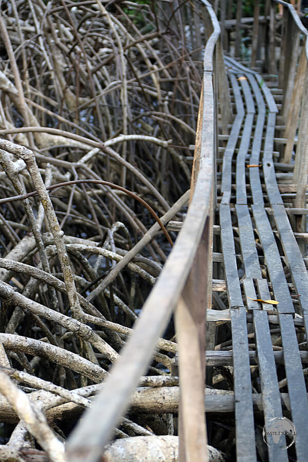 A boardwalk provides access to the mangrove swamp at São Jerônimo Farm, Marajó Island.