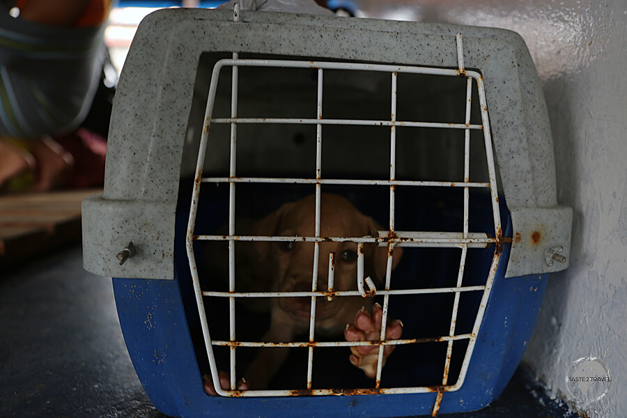 Canine-class on the boat from Belém to Macapá.