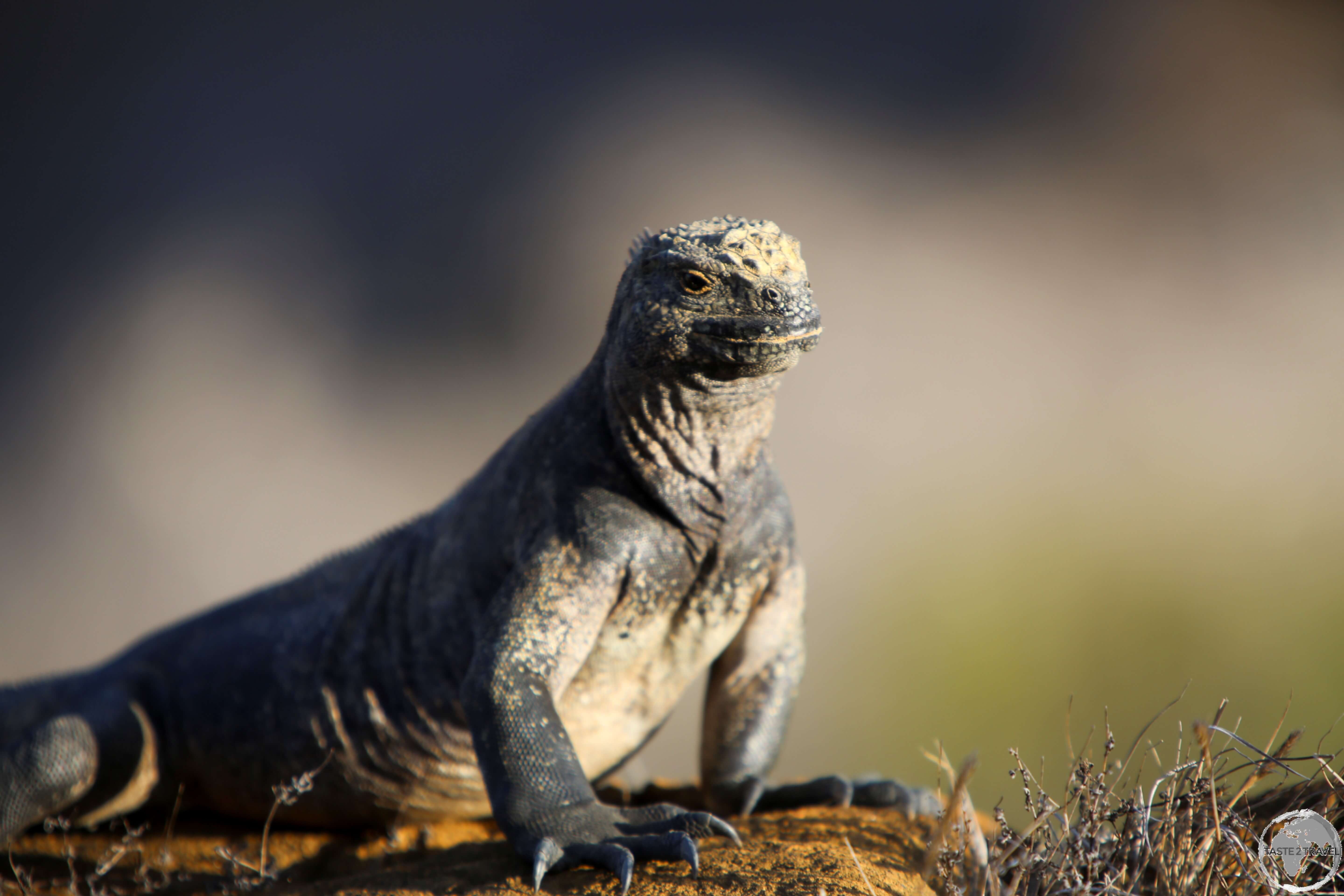 A Marine Iguana at Punta Pitt, San Cristóbal Island.