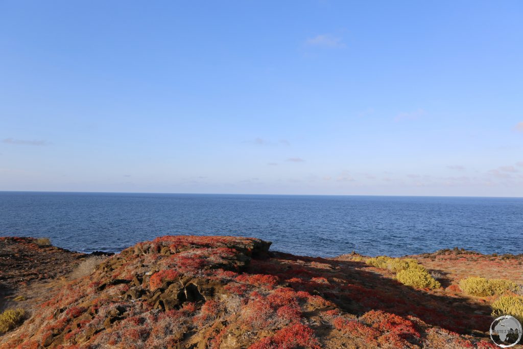 Red-orange Galápagos carpet-weed adds a splash of colour to the otherwise arid landscape at Punta Pitt.