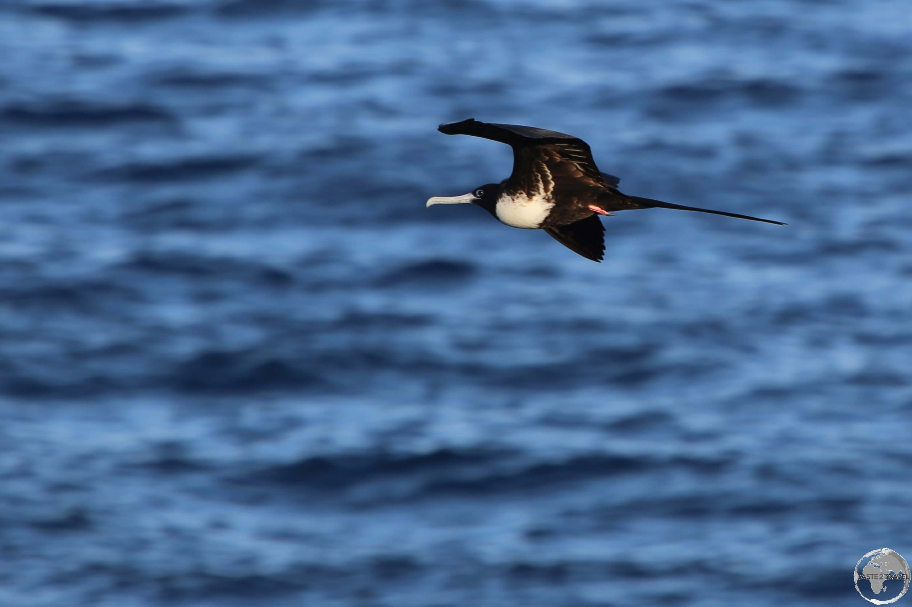 A female Frigate bird flying off the coast of Punta Pitt, San Cristóbal Island.