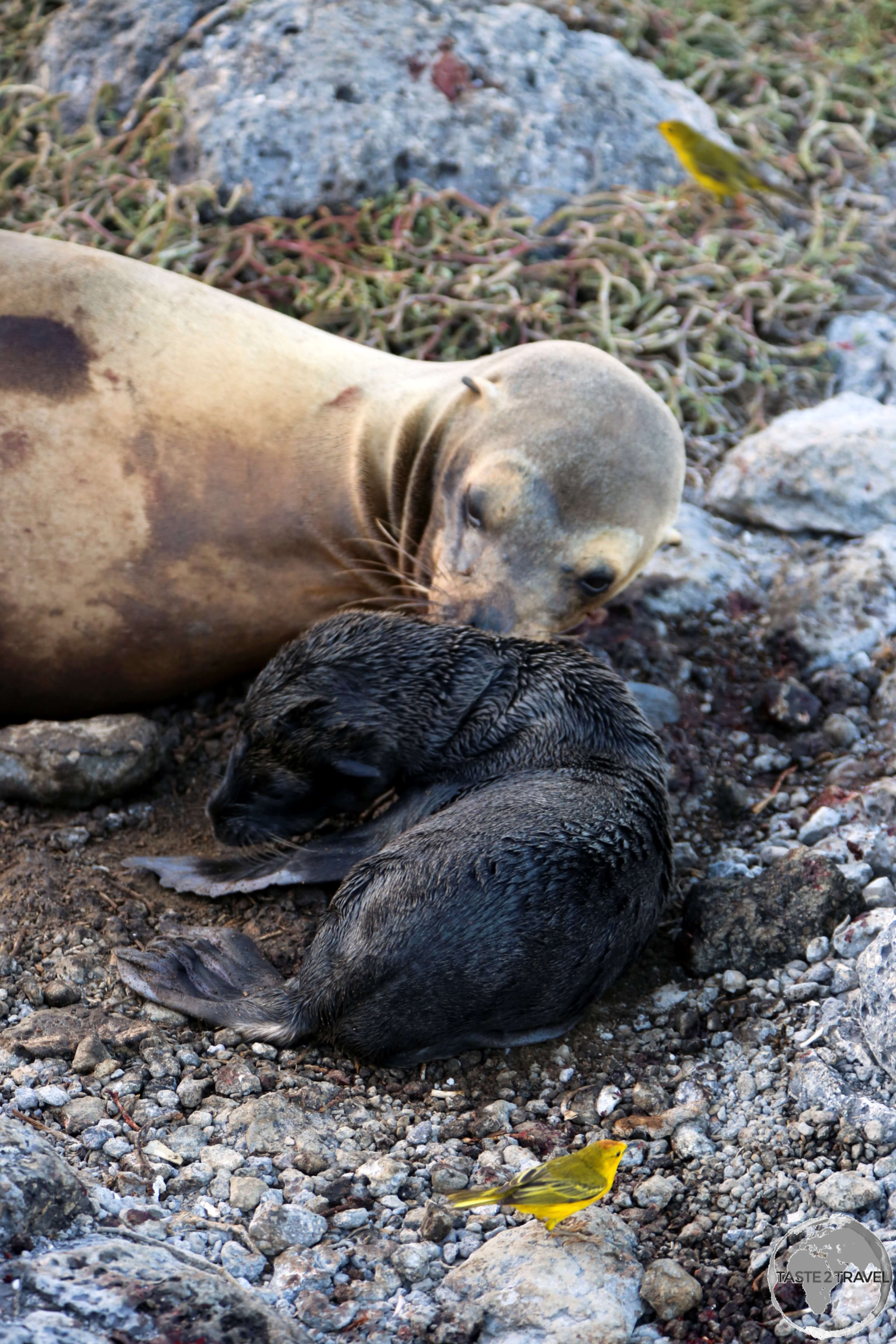 An opportunistic Yellow Warbler feasts on the discarded placenta from a newly born sea lion pup on South Plaza island.