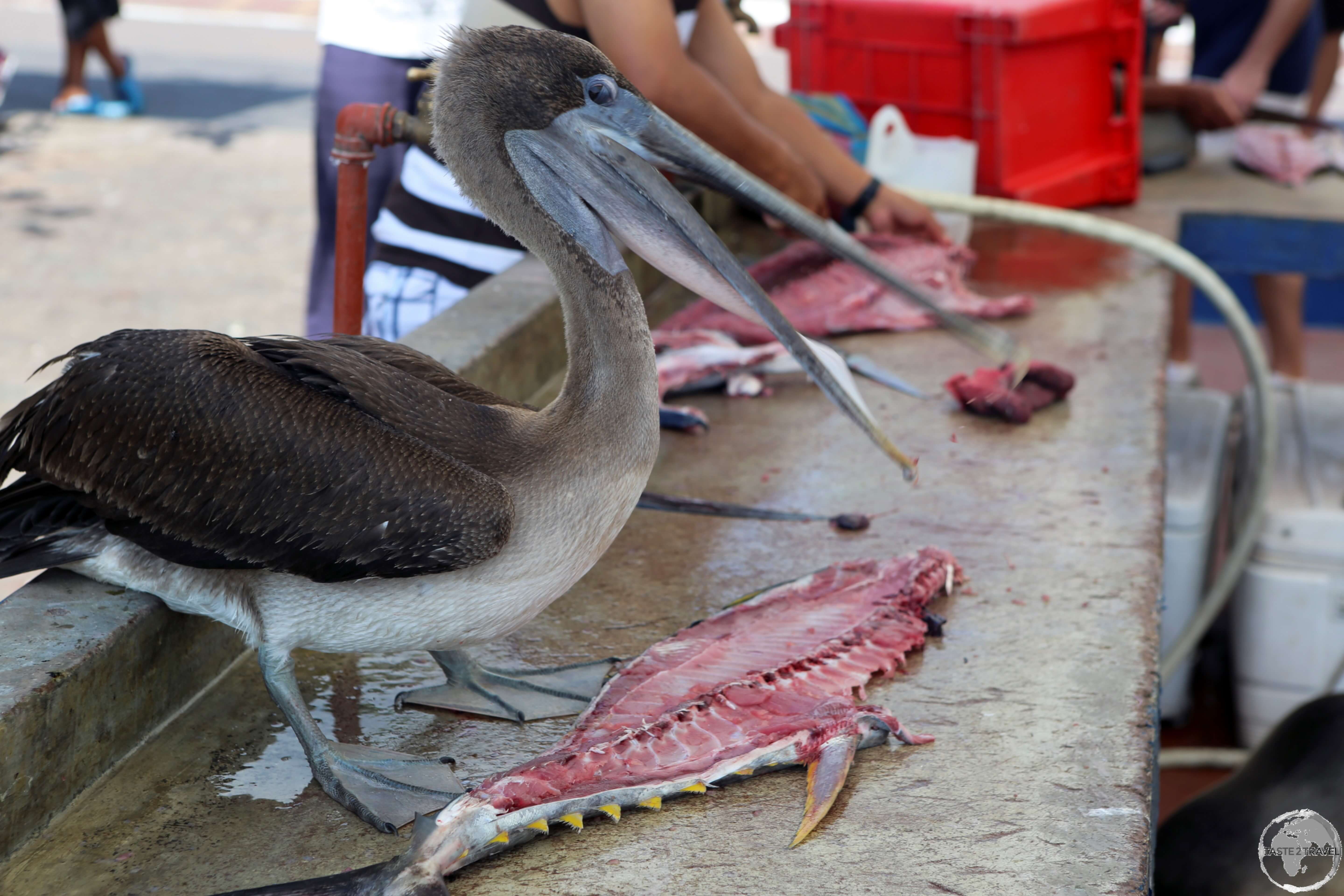 A Pelican lands his catch at the fish market in Puerto Ayora.