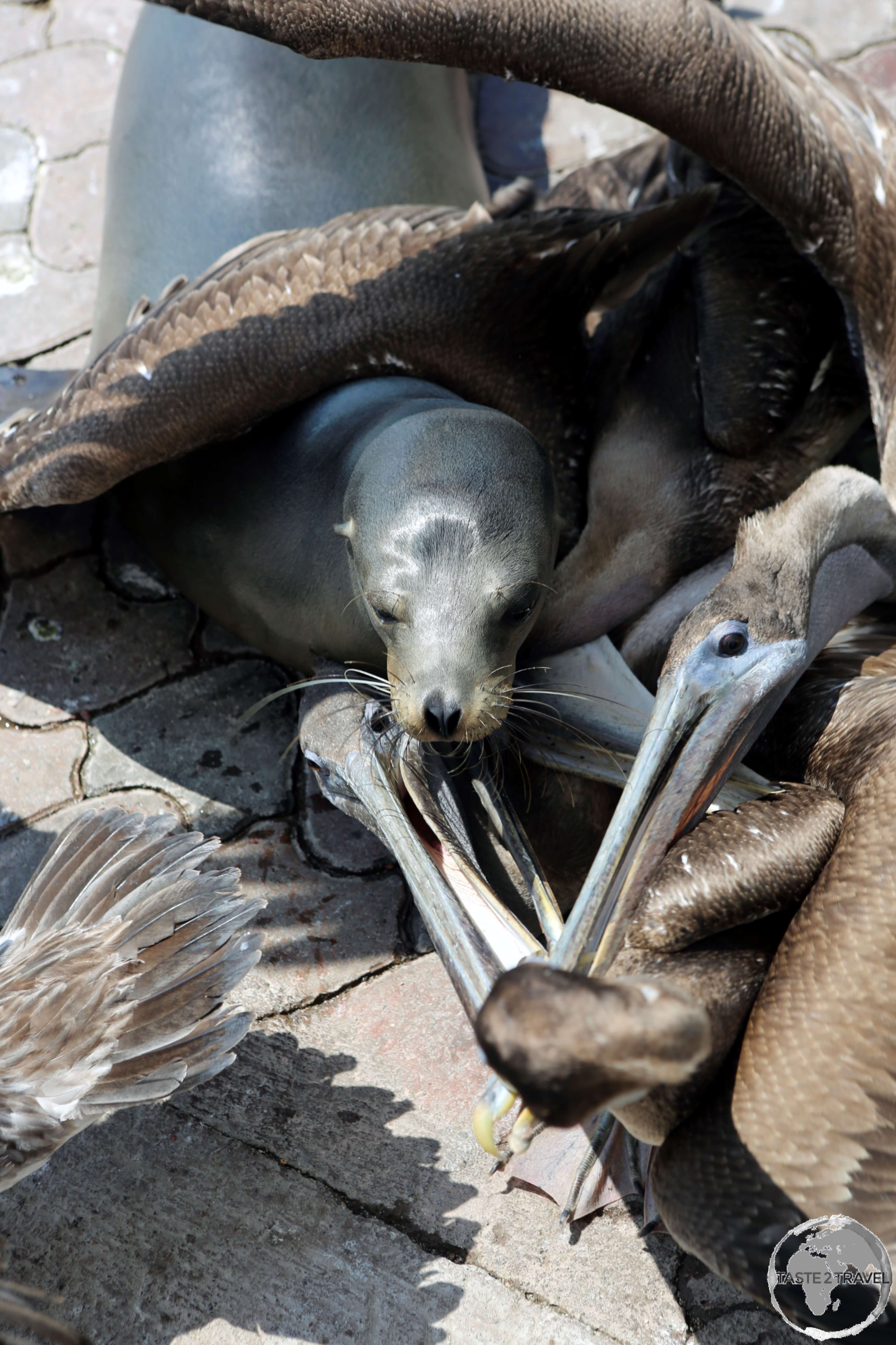 A Galápagos Sea lion competes with Pelicans for fish scraps at the fish market in Puerto Ayora on Santa Cruz Island.