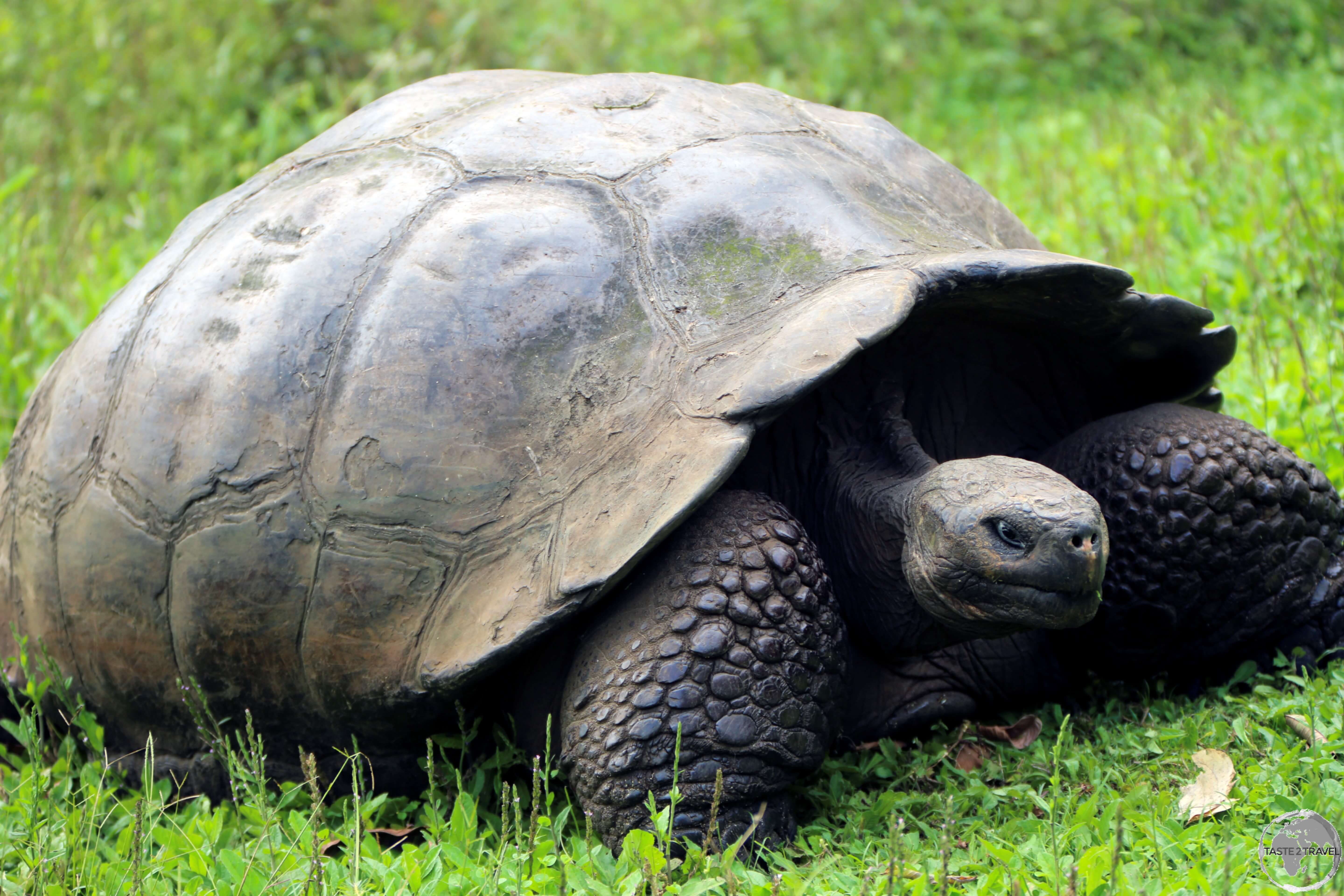 Giant Tortoise on Santa Cruz Island.