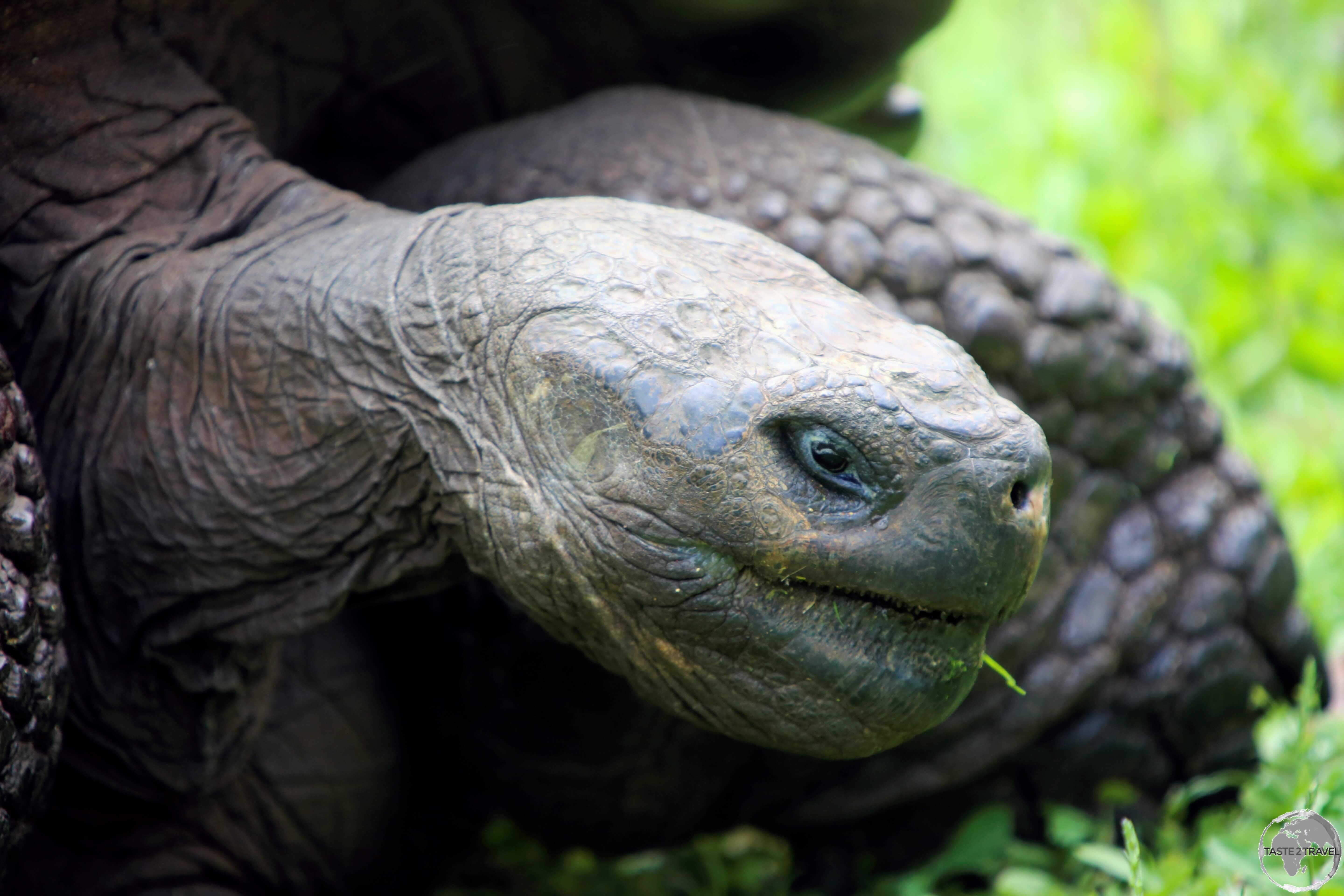 The Galapagos Giant tortoise moves at an average a speed of 0.18 miles per hour.