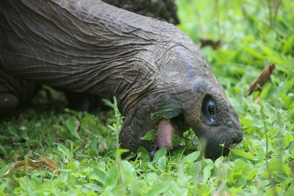 The Galapagos tortoise loves to feed on grass which is plentiful in the highlands of Santa Cruz island.