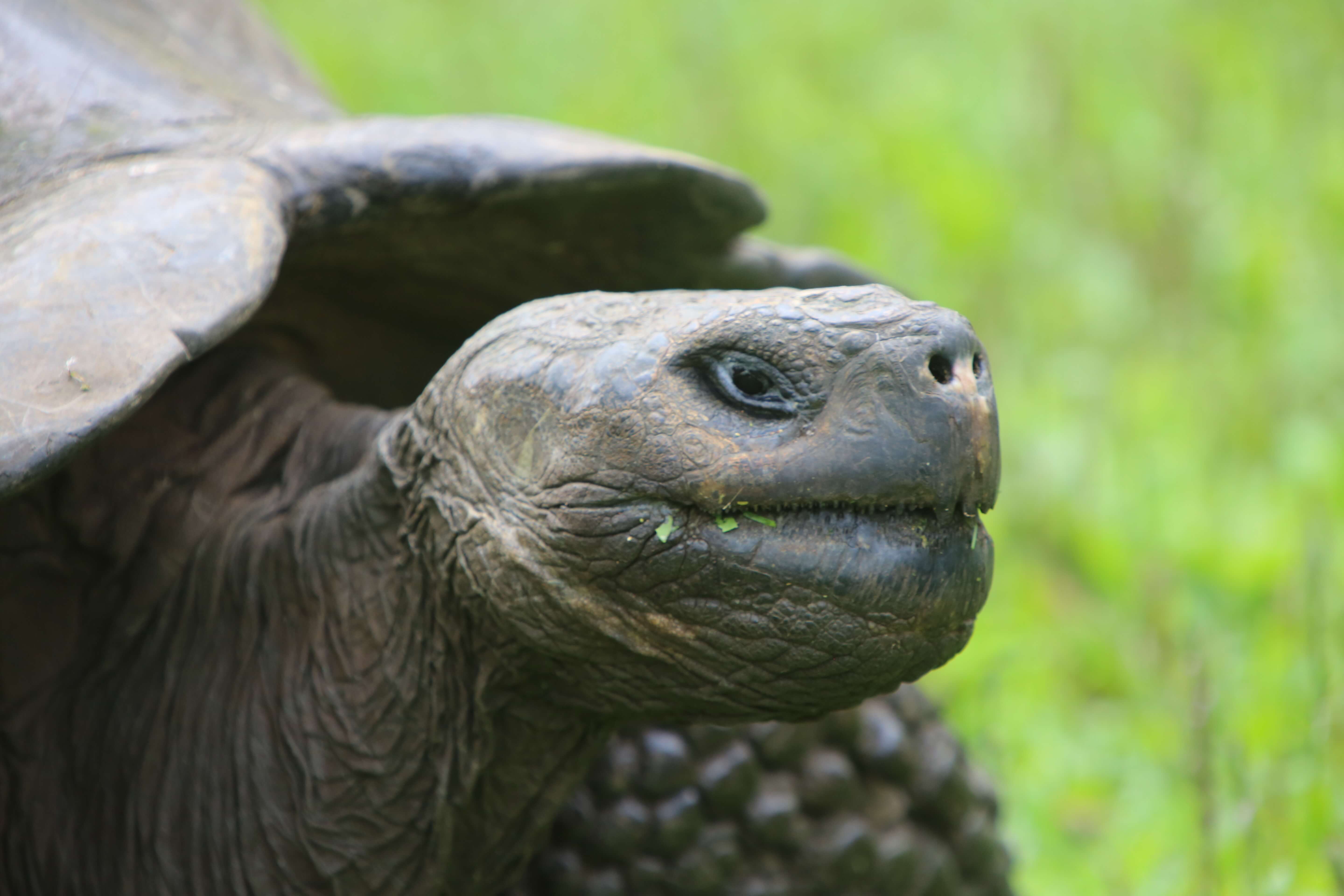 Weighing up to 400 kg (880 lb), the Galapagos Giant tortoise is the largest tortoise on the planet.