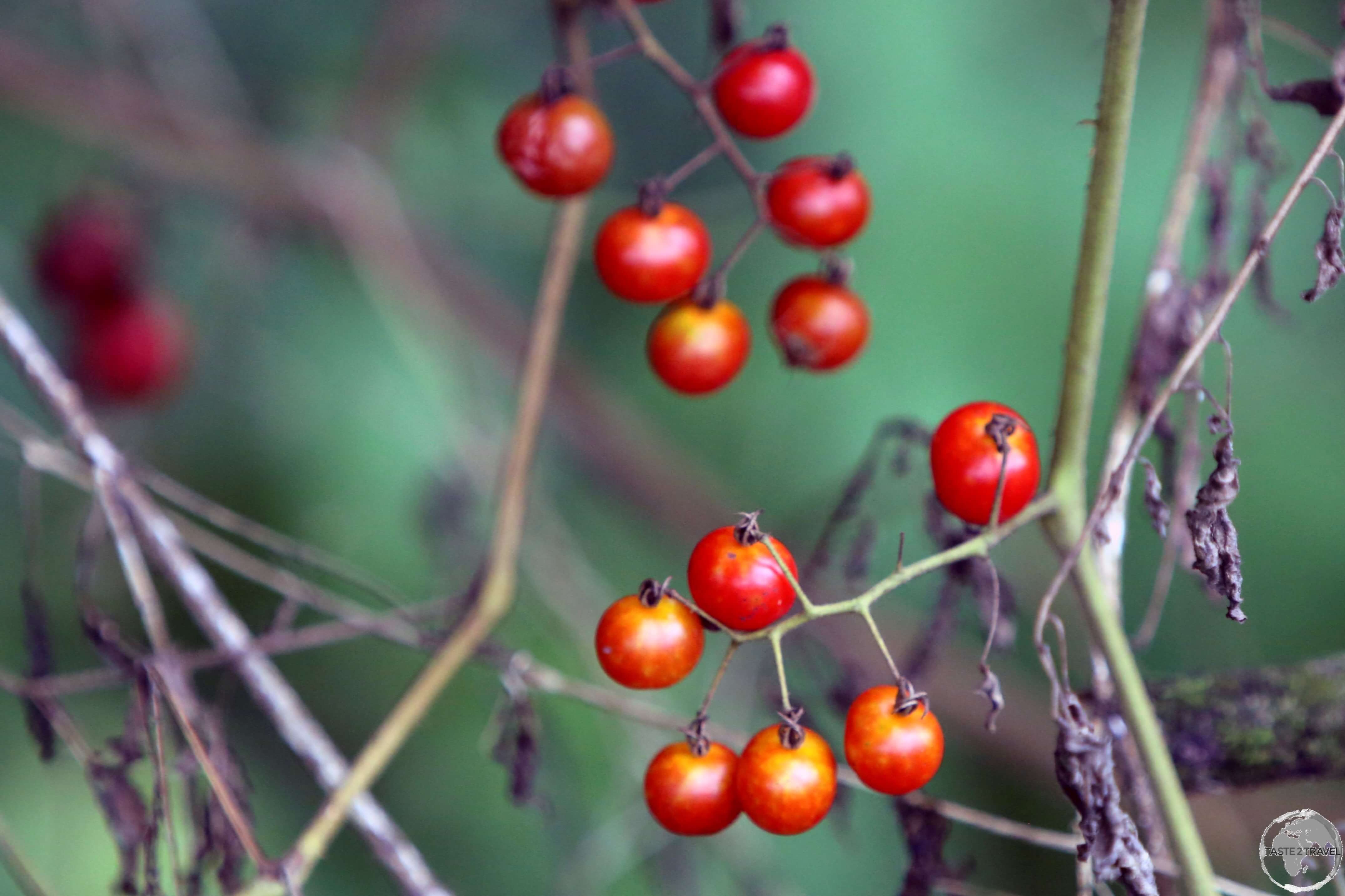 Galápagos wild tomatoes growing in the highlands of Santa Cruz Island.