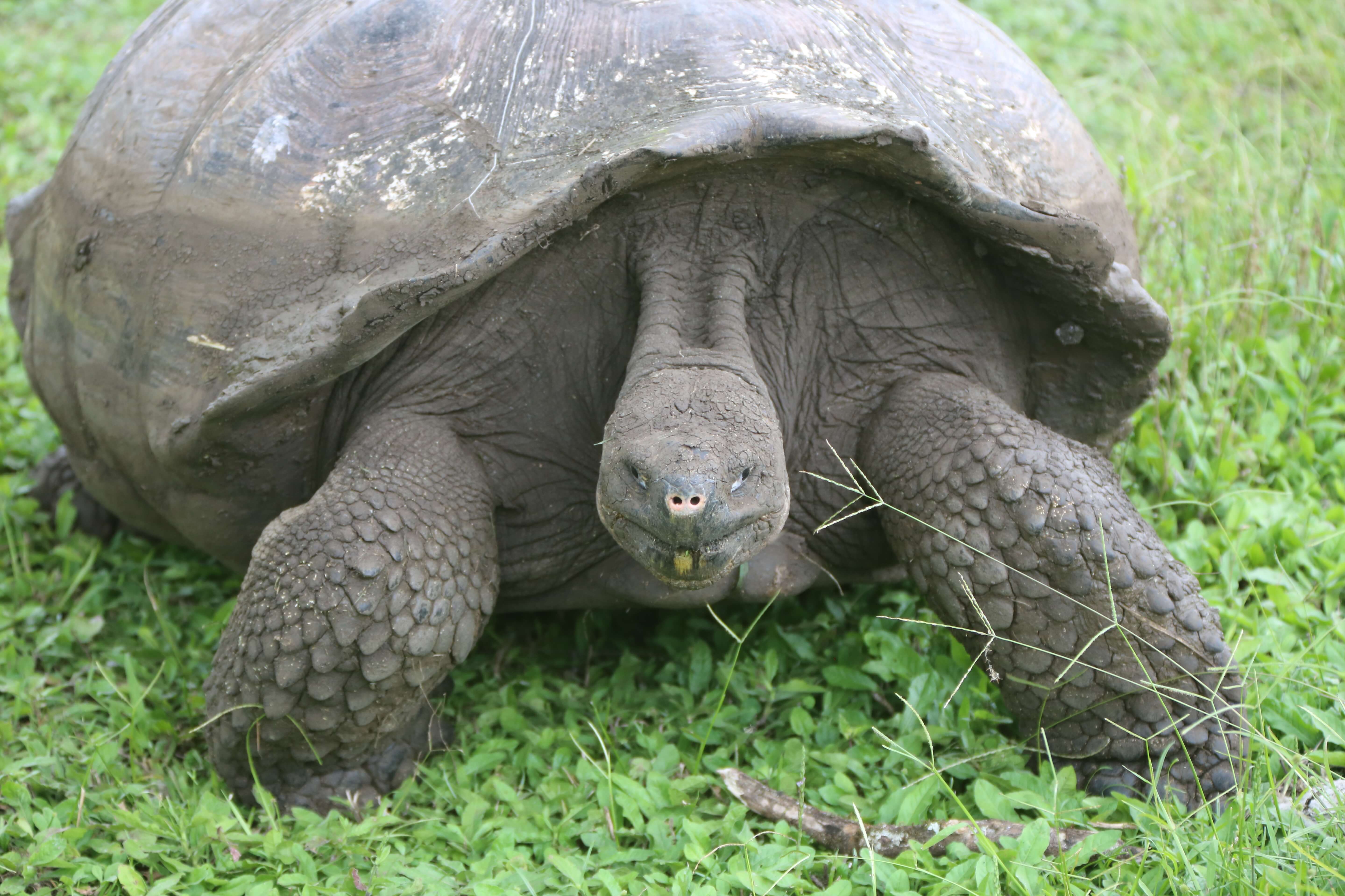 The Galapagos Giant tortoise, such as this one on Santa Cruz Island, can survive in different habitats, from dry lowlands to humid highlands.