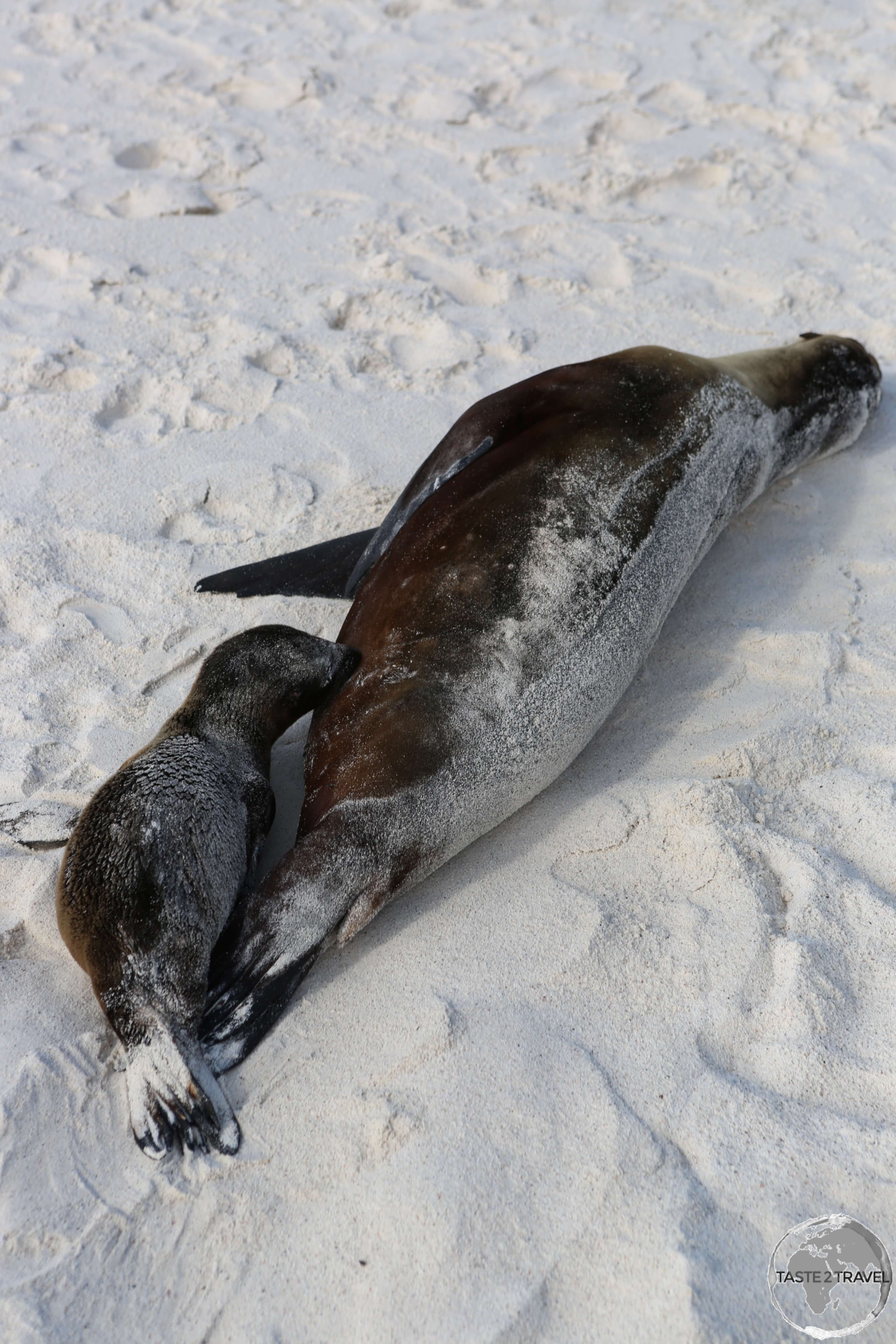 A Galápagos Sea Lion pup feeding at Gardener Bay on Española Island.