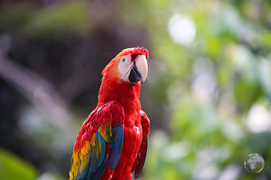 Macaws are a common sight in Iquitos. 