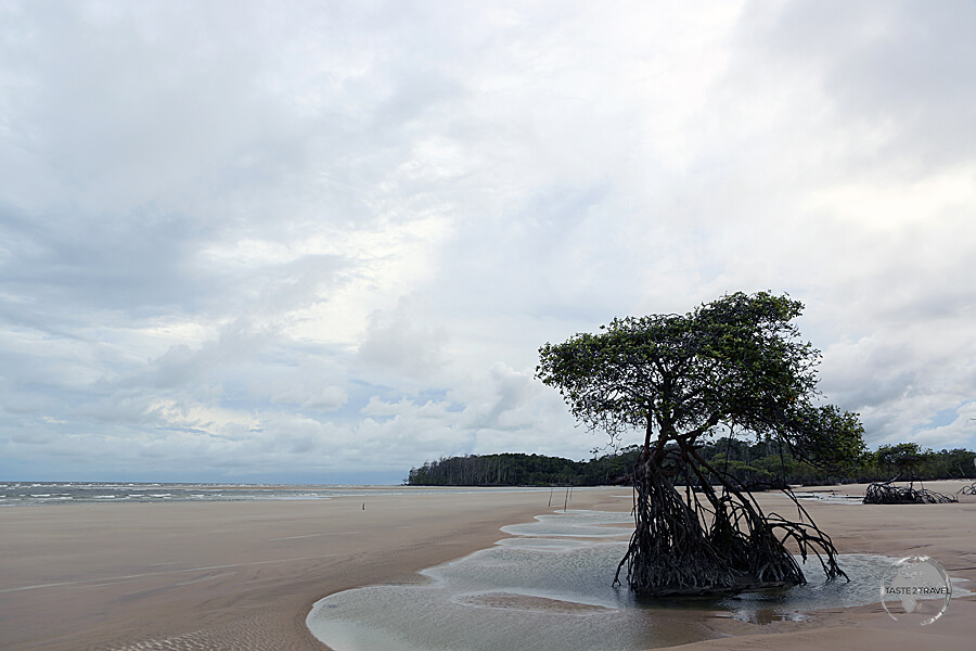 Marajó Island features miles of deserted, sandy beaches, including Praia do Pesqueiro.