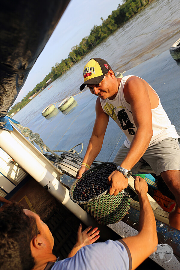 Açaí being loaded (mid-river) onto our boat for transportation from the middle of the jungle to Macapá.