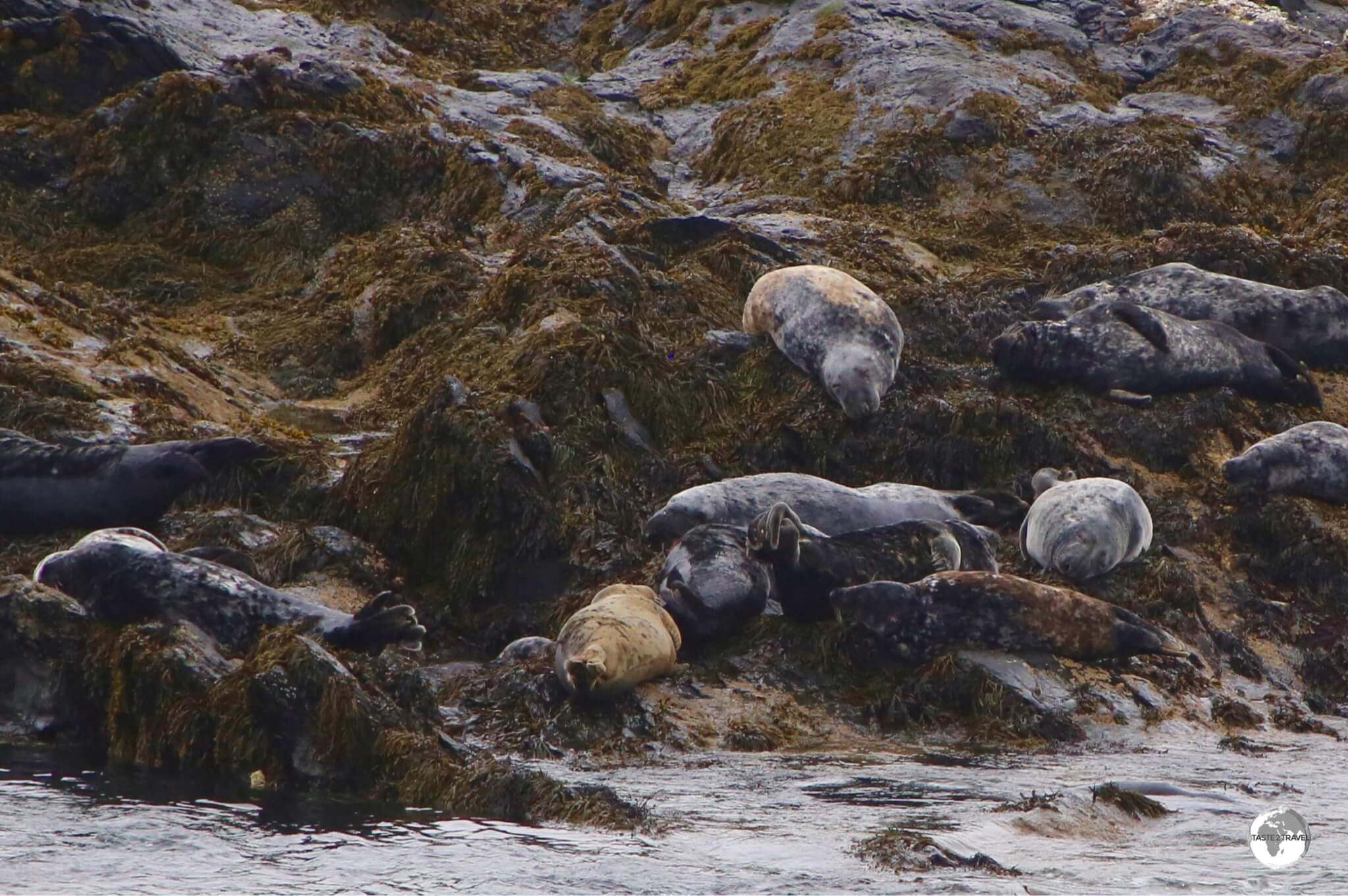 A Grey seal colony on Kitterland - a small rocky islet located between the mainland and the Calf of Man.