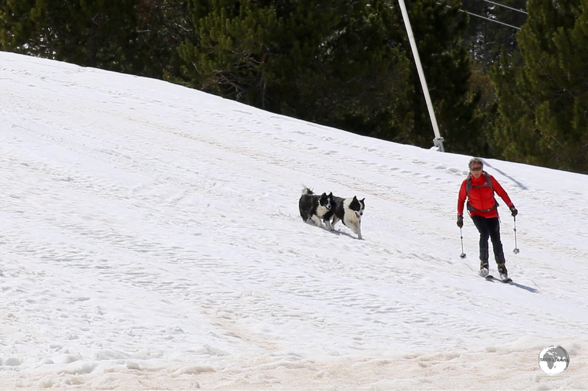 A novel way of walking the dogs at the Pal ski resort.