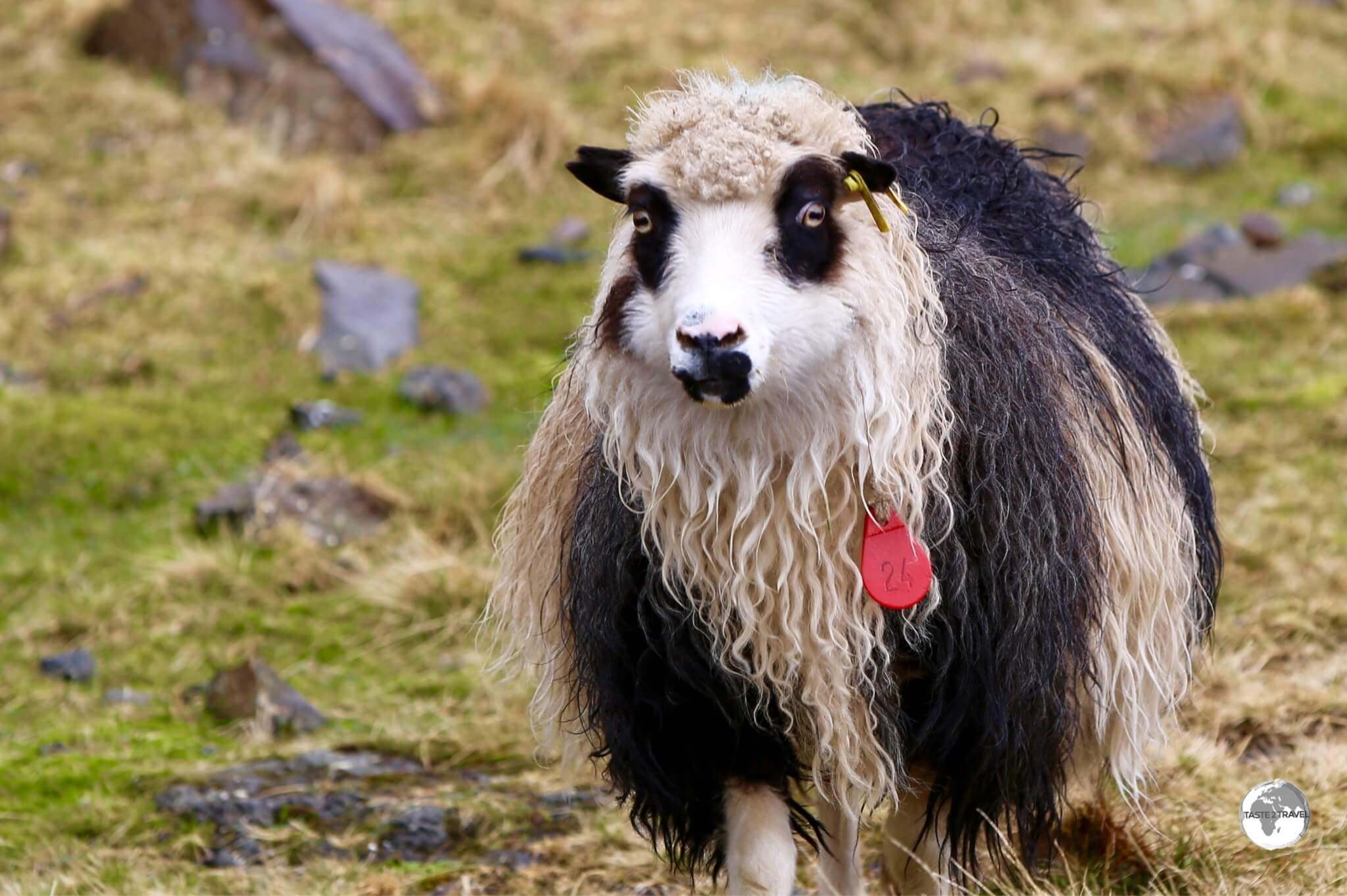 The endemic Faroe Islands sheep are all free-range, able to wander wherever they please in order to consume the rich bounty the island provides.