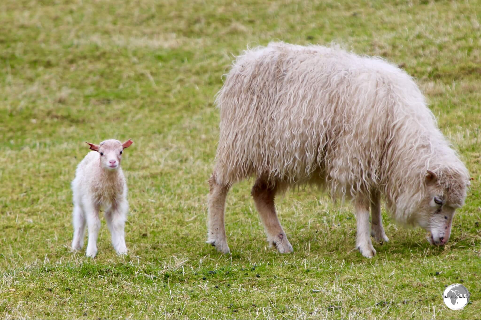 Faroe Islands Travel Guide: The name 'Faroe' is an old Norse word for 'Sheep' which are plentiful on the islands.