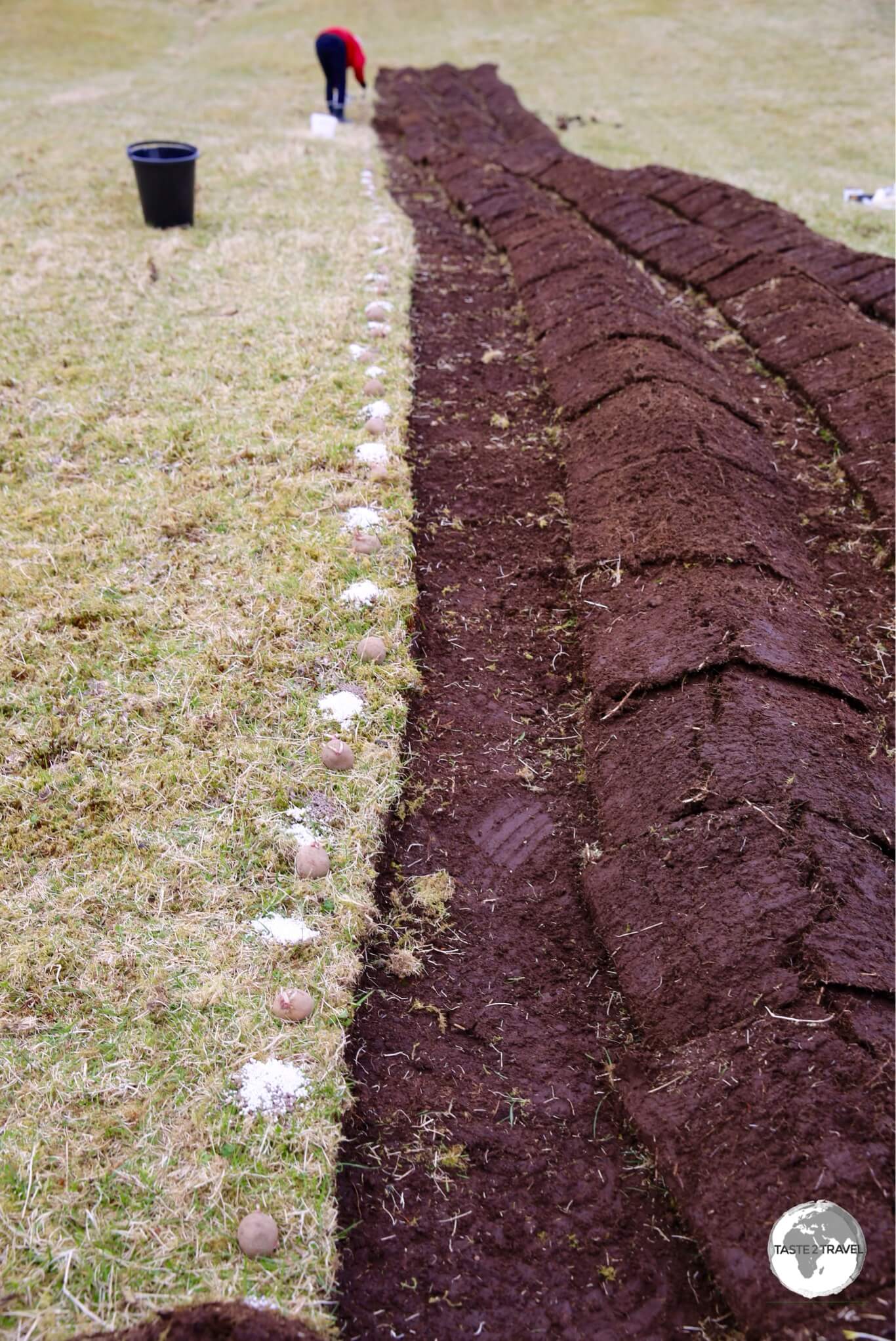 Potato farming on the Faroe Islands involves covering a potato (and some fertiliser) with a cut section of peat under which the potato incubates.