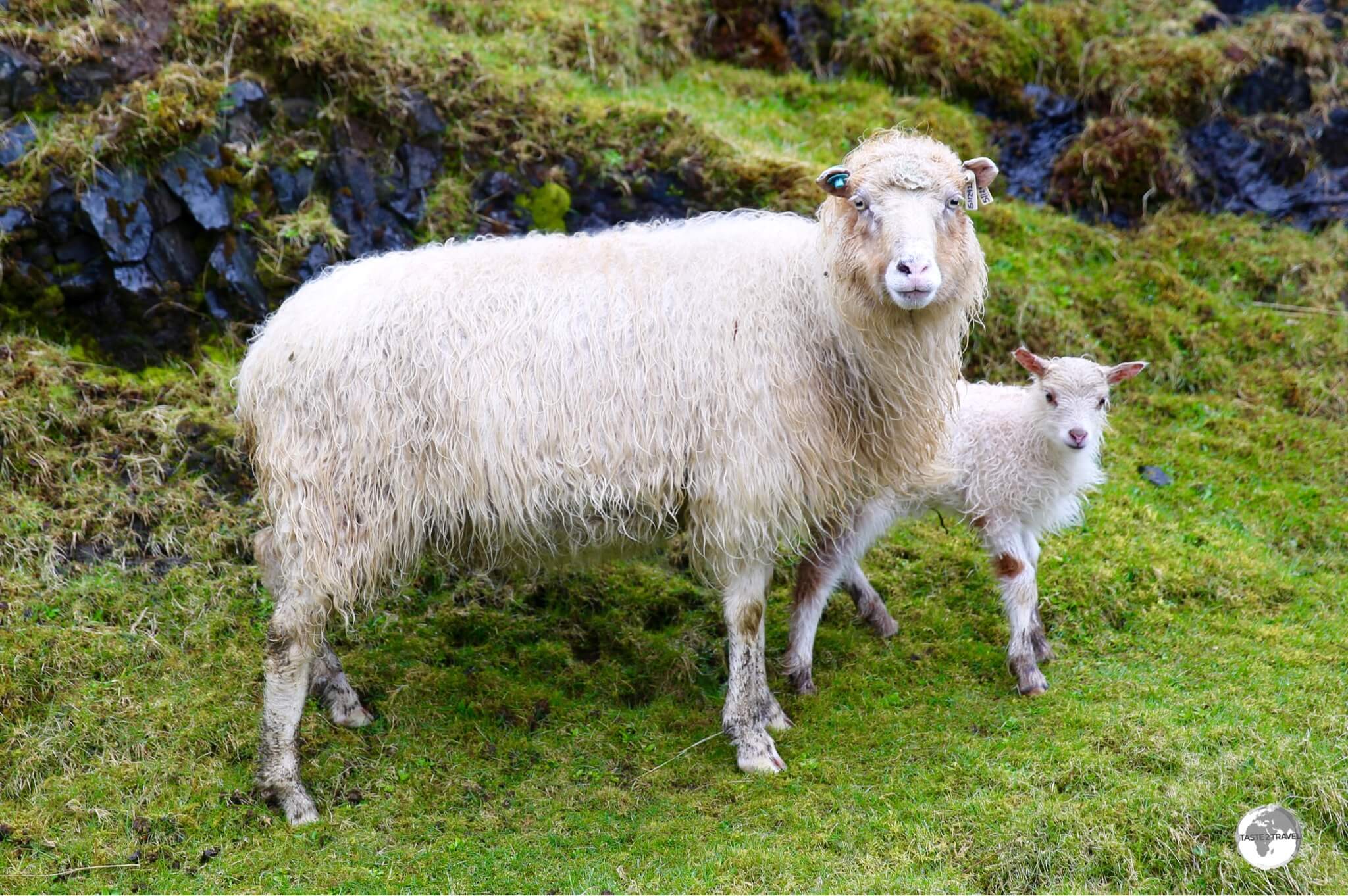 While they are so cute, they are also so tasty and many restaurant menus feature delicious Faroese 'free-range' sheep.