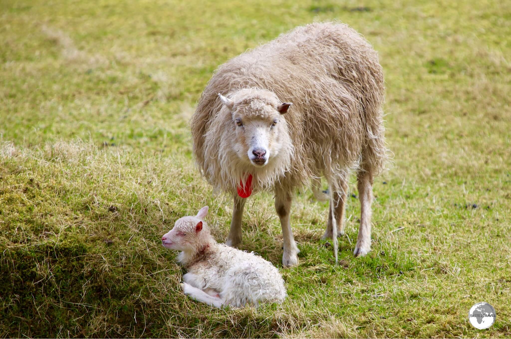 The Faroe Islands are full of super-cute rural scenes such as this one at Múli village.