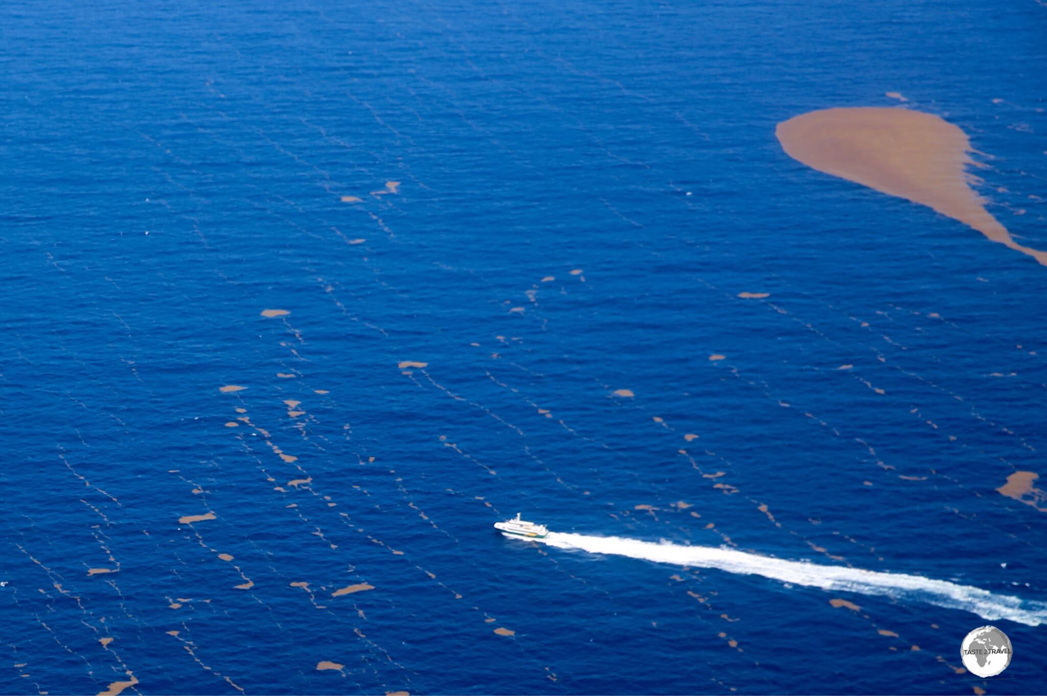 A view of the Jaden Sun, en-route from Antigua to Montserrat, cutting a path across giant Sargassum seaweed blooms.