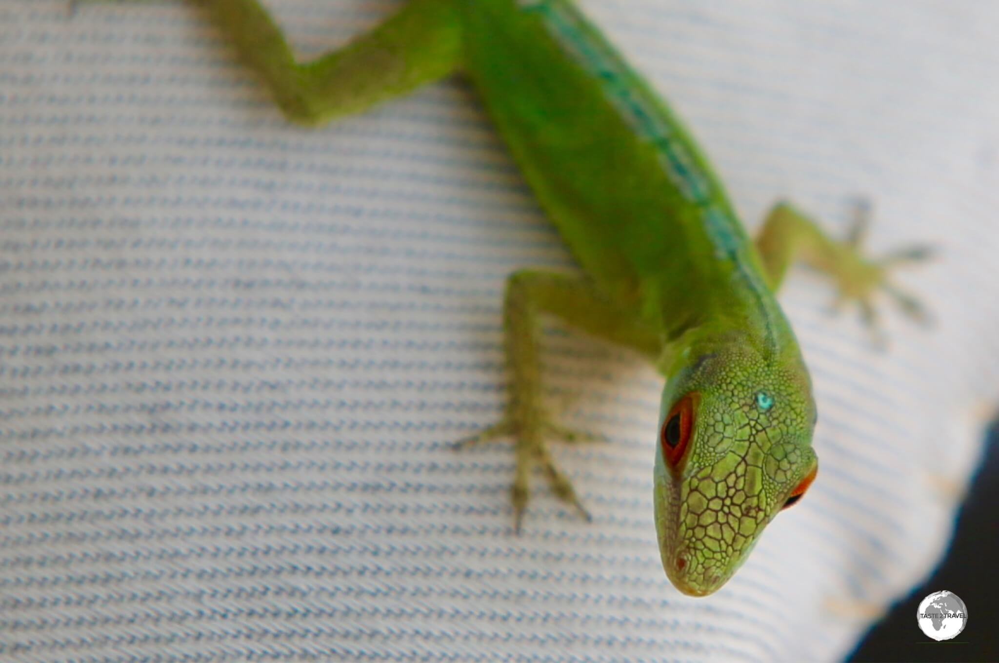 A friendly Green Anole lizard at Gingerbread Hill. 