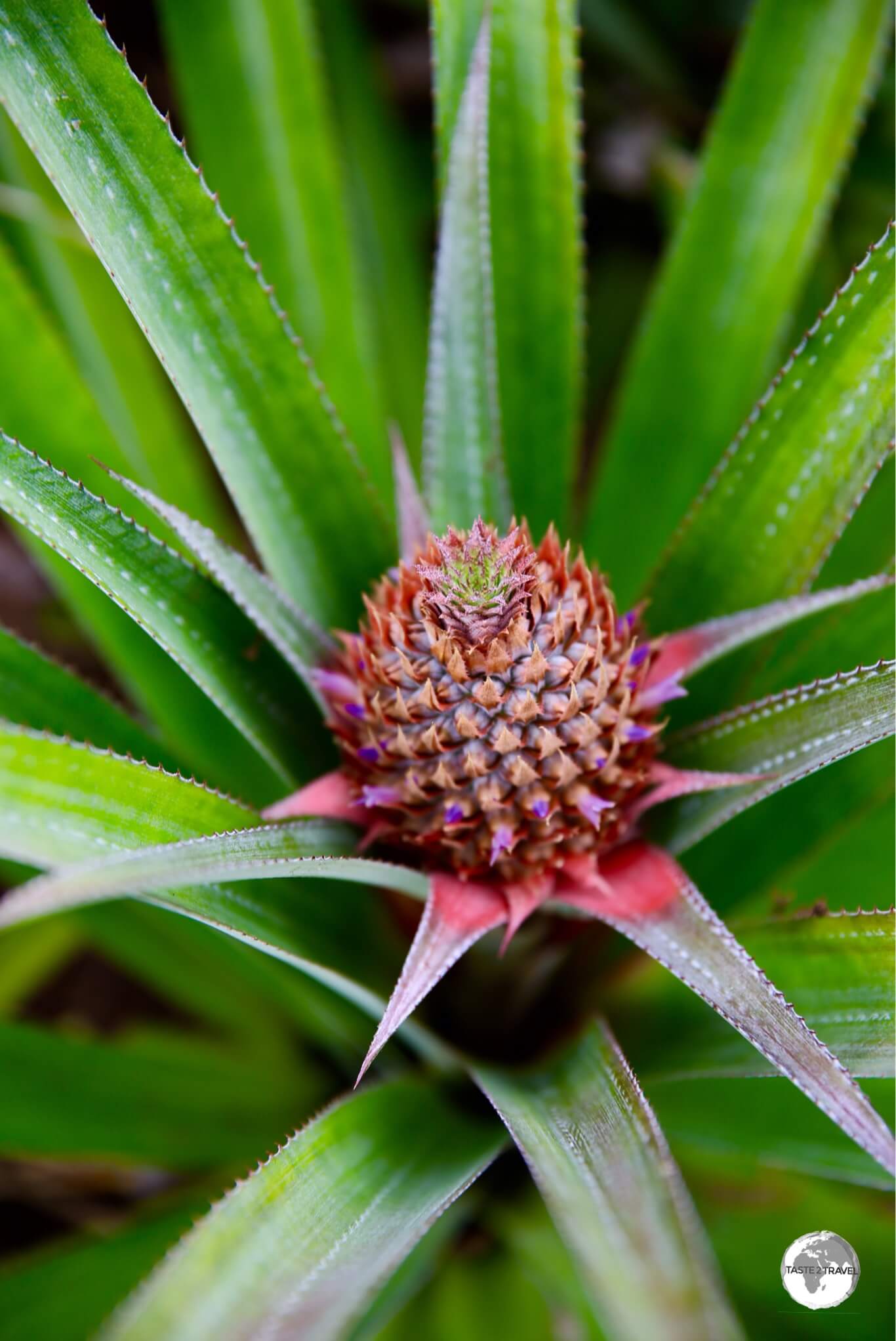 A young pineapple on one of the plantations that line the 'Route des Ananas'.