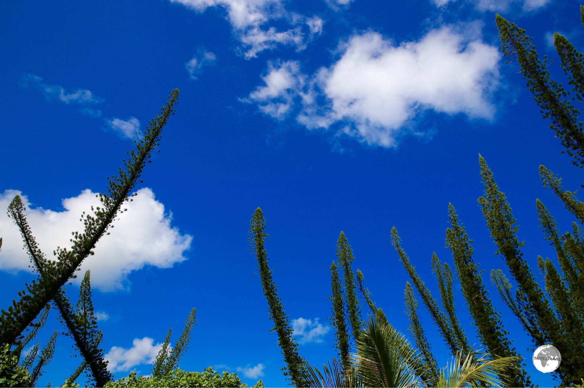 Baie des Tortues is lined with wildly contorted Araucaria pine trees which are endemic to New Caledonia.