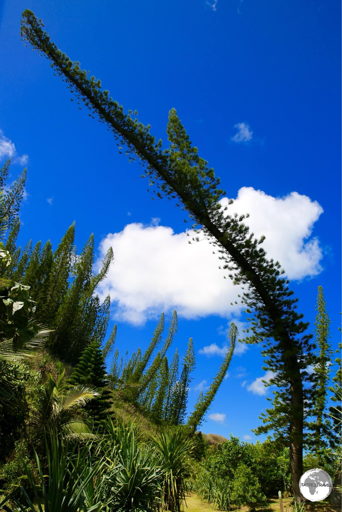 A seriously warped Araucaria pine tree at Baie des Tortues.