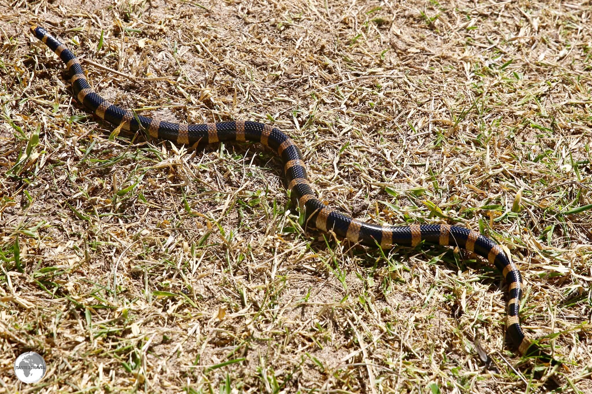 Amédée Island is a nesting site for the highly venomous "Tricots Rayé" (Striped Sea Snake). 