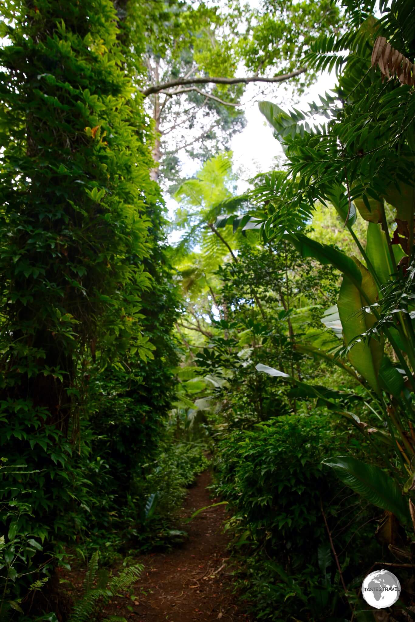 A lush forest surrounds the Grotte de la Reine Hortense. 