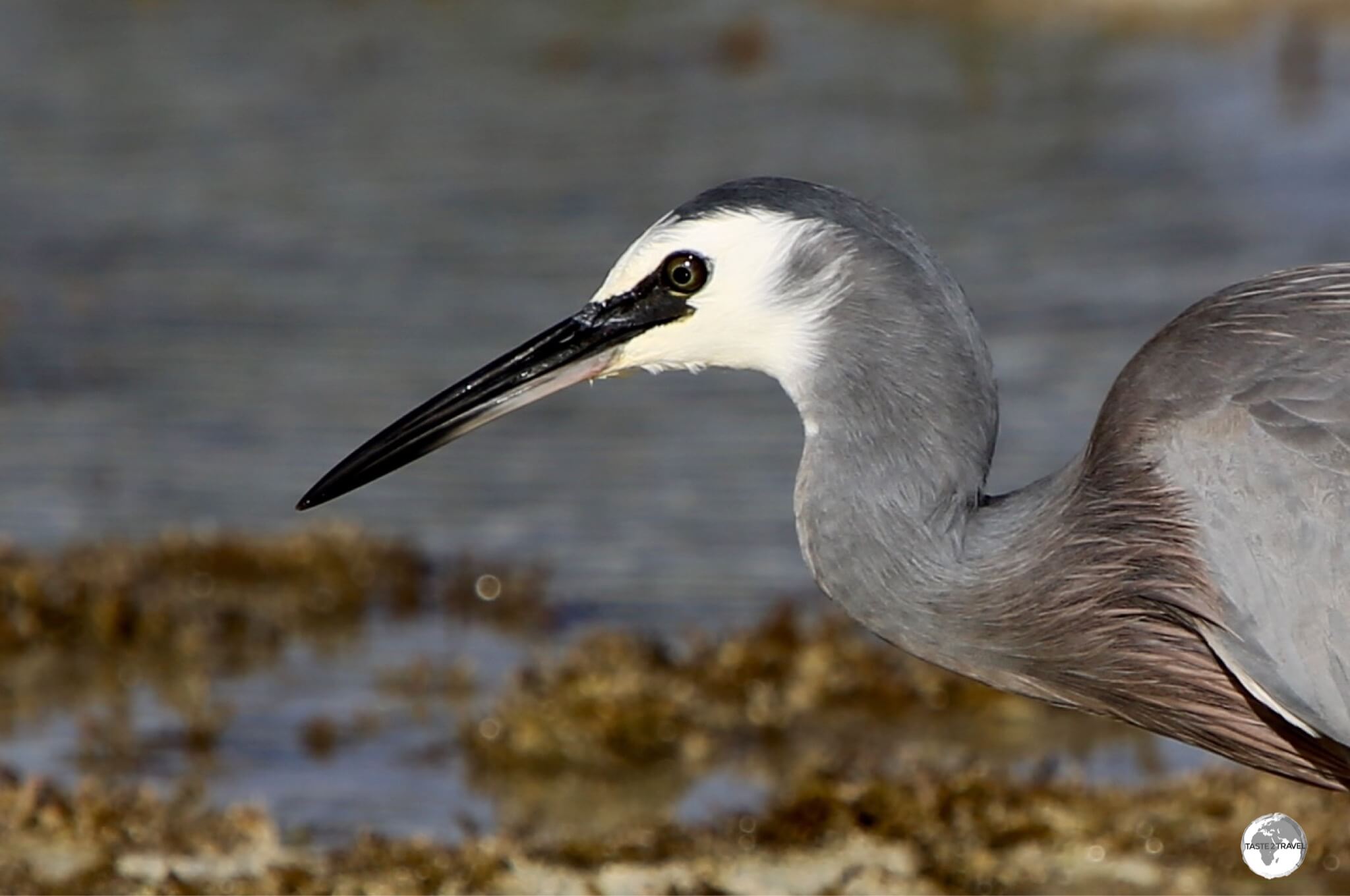 A White-faced Heron, fishing for a meal, at Baie de Gadji.