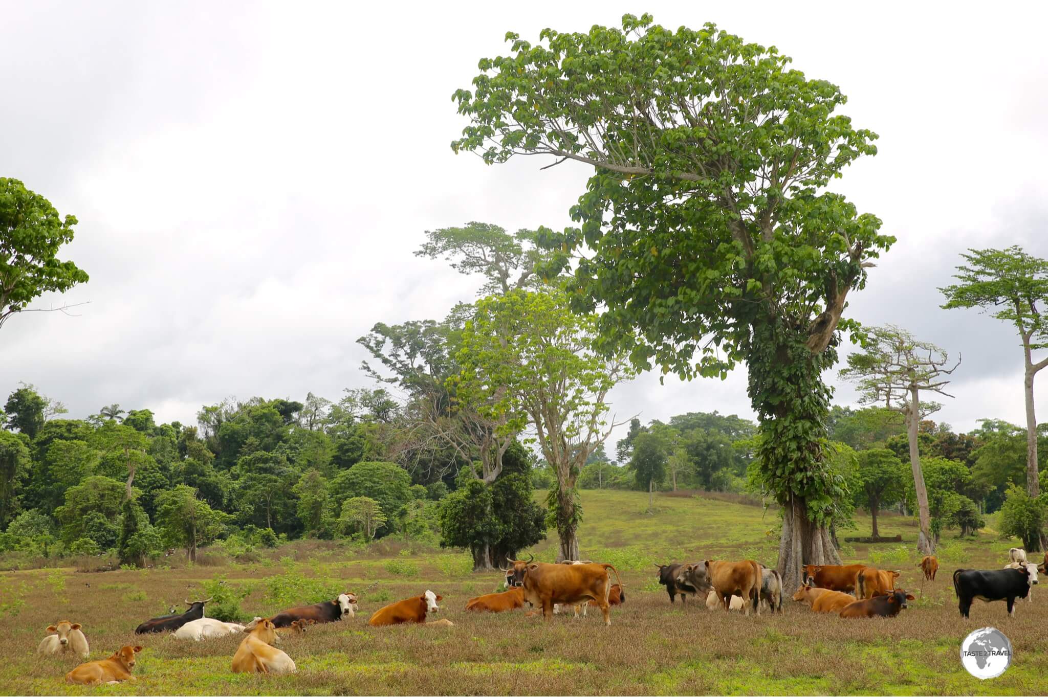 Happy, free-range cows on Éfaté. The beef from Vanuatu is some of the best I've every tasted!