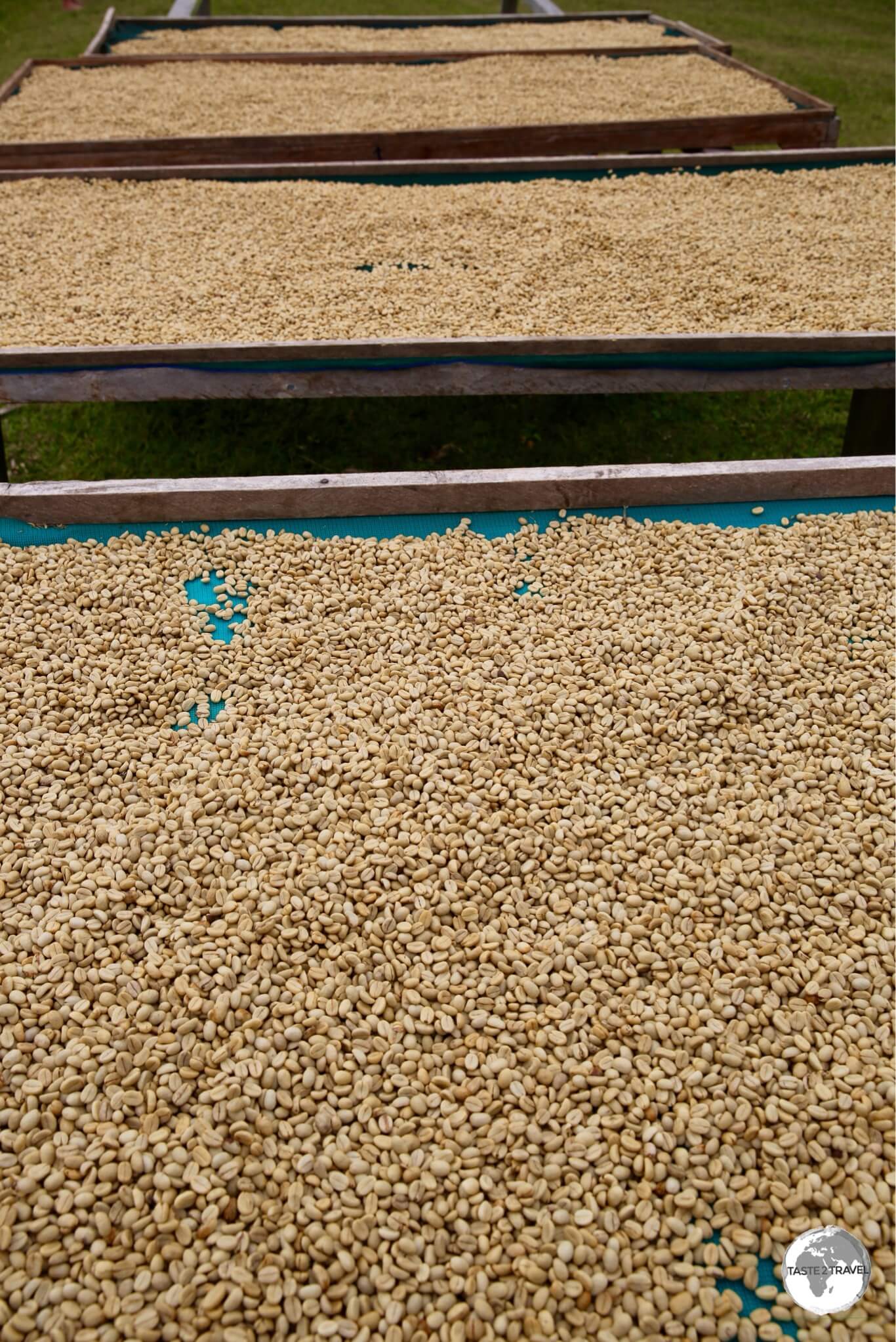 Green Arabica beans drying in the sun at the Tanna Coffee company, before being transported to Port Vila for roasting.