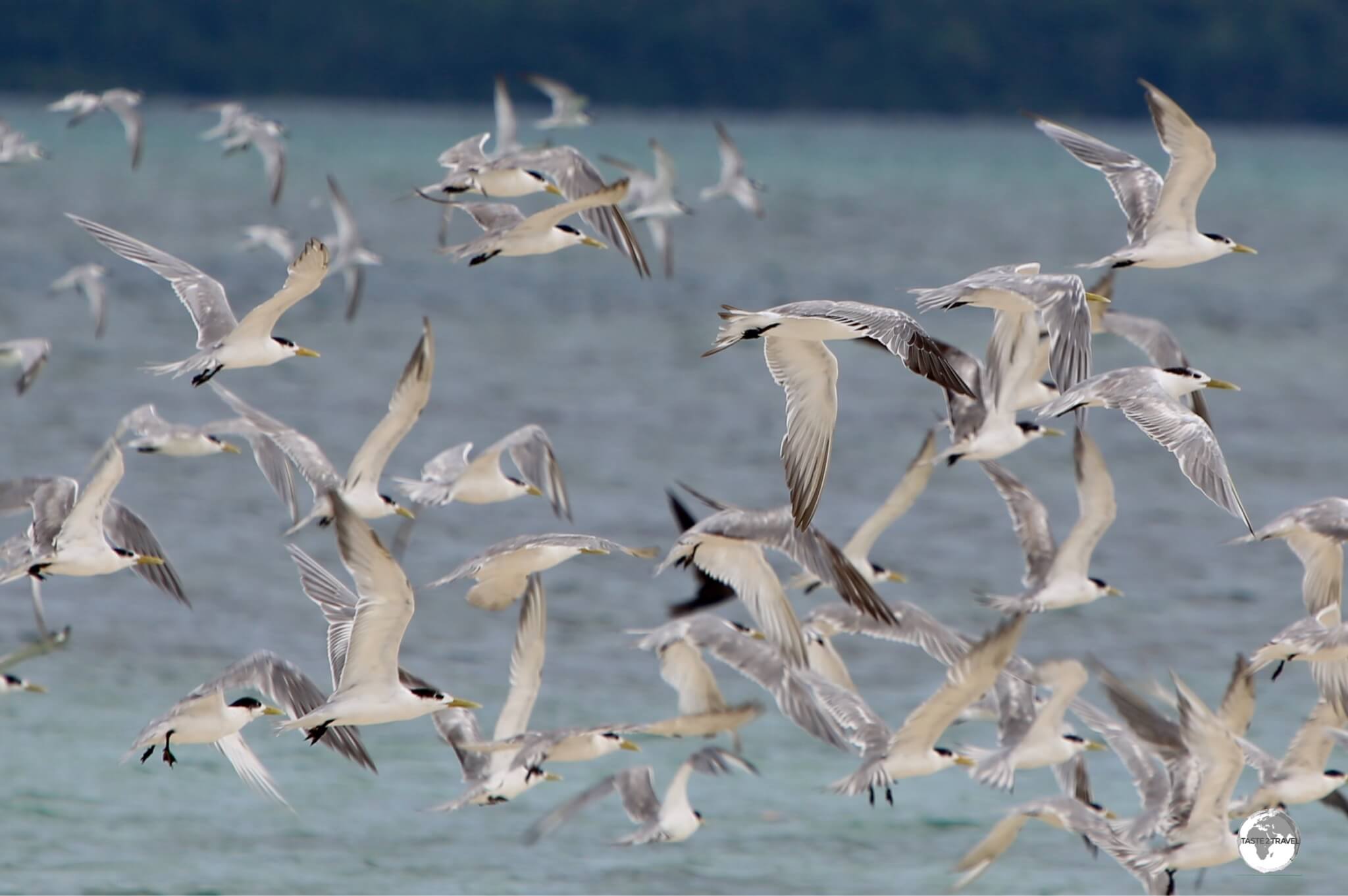 Sea gulls flying over Roviana Lagoon at Munda.